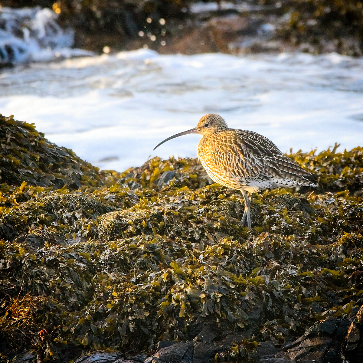 Curlew