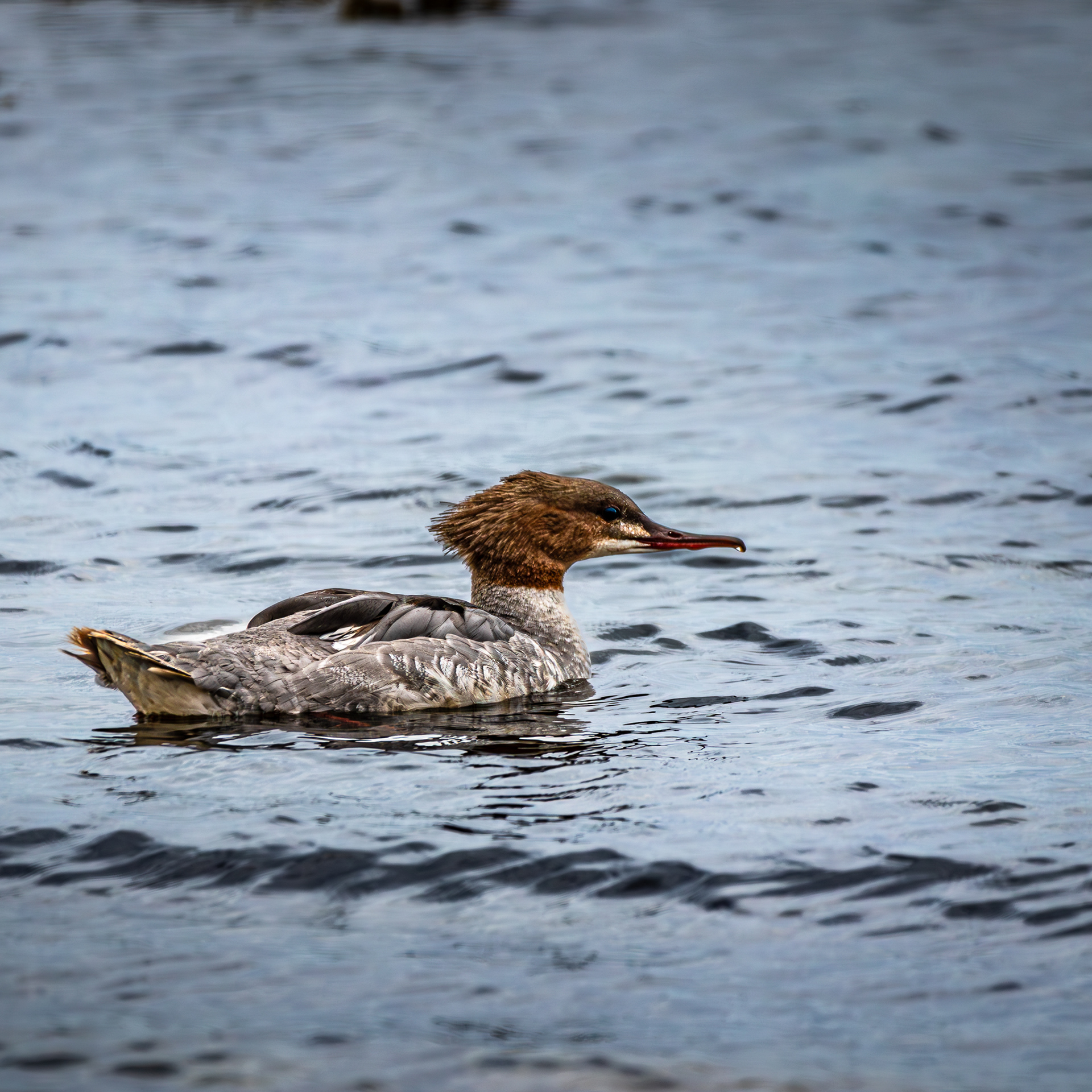 Common Merganser