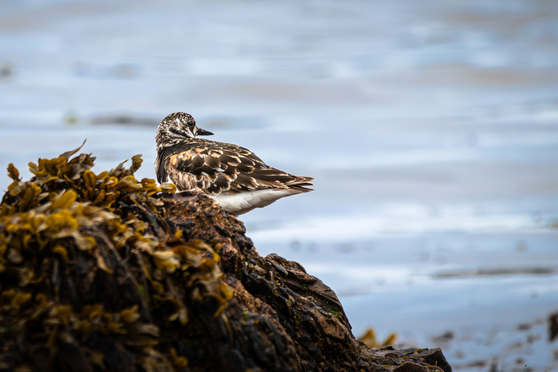 Ruddy Turnstone