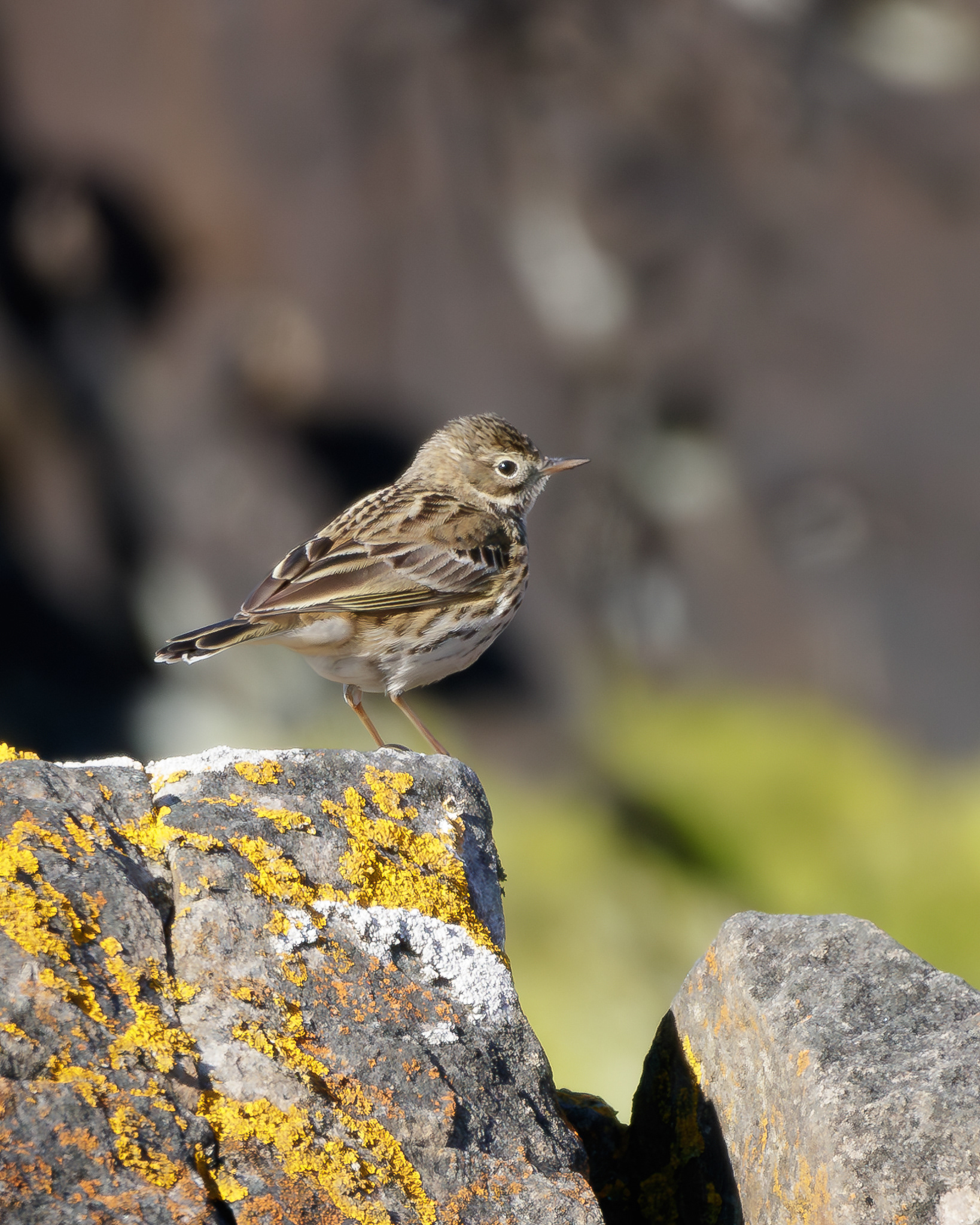 Meadow Pipit