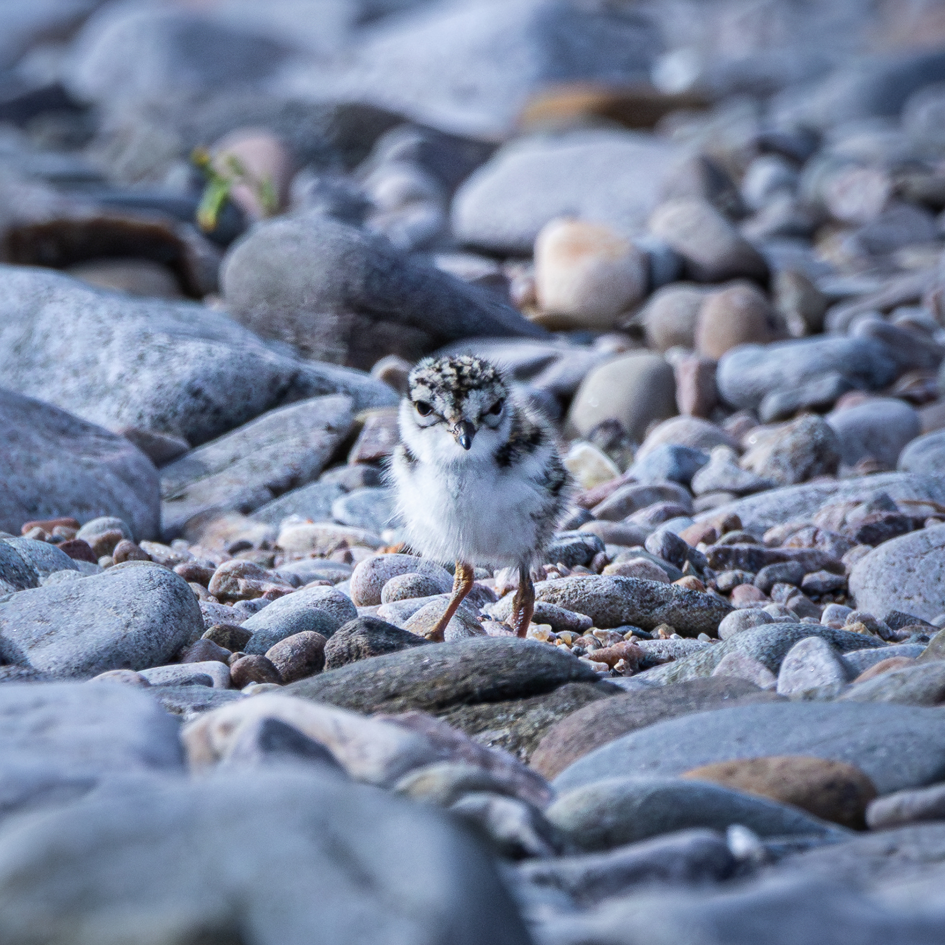 Ringed Plover chick
