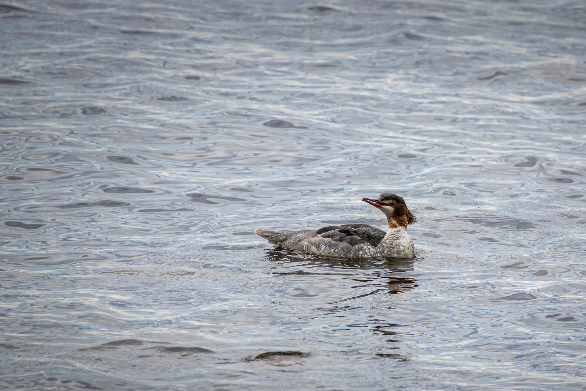 Common Merganser