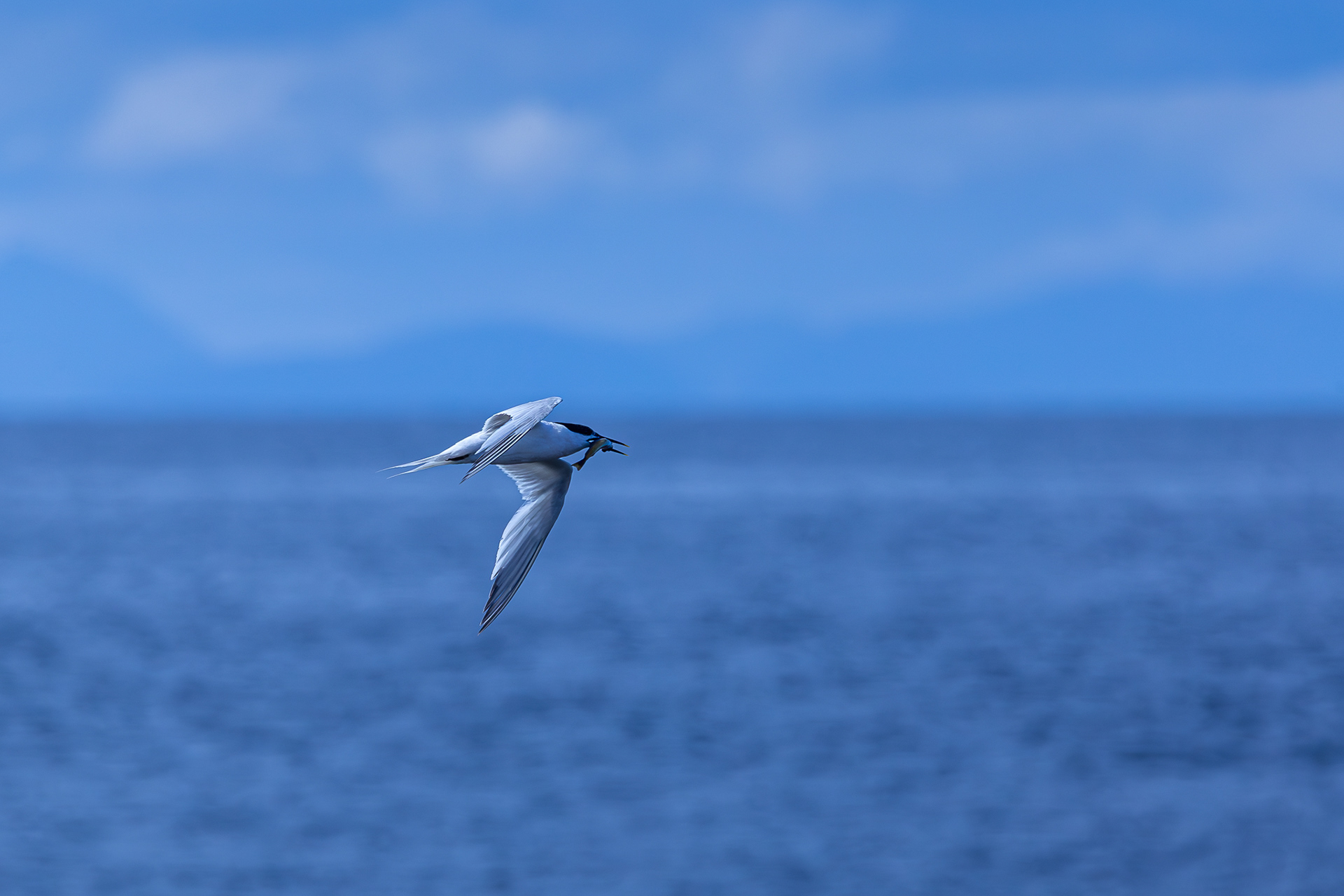 Sandwich Tern