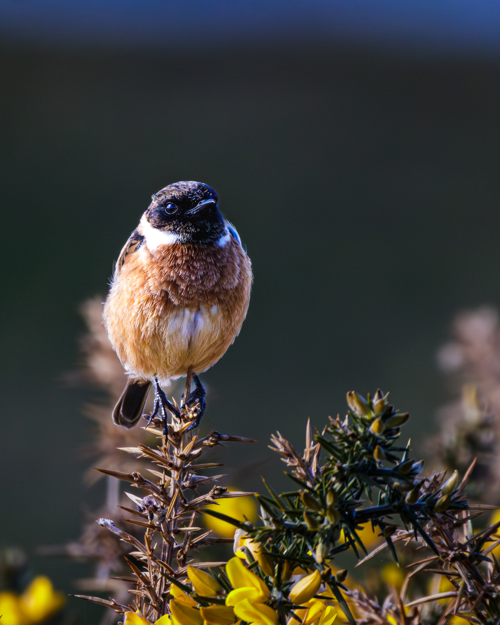 Stone Chat