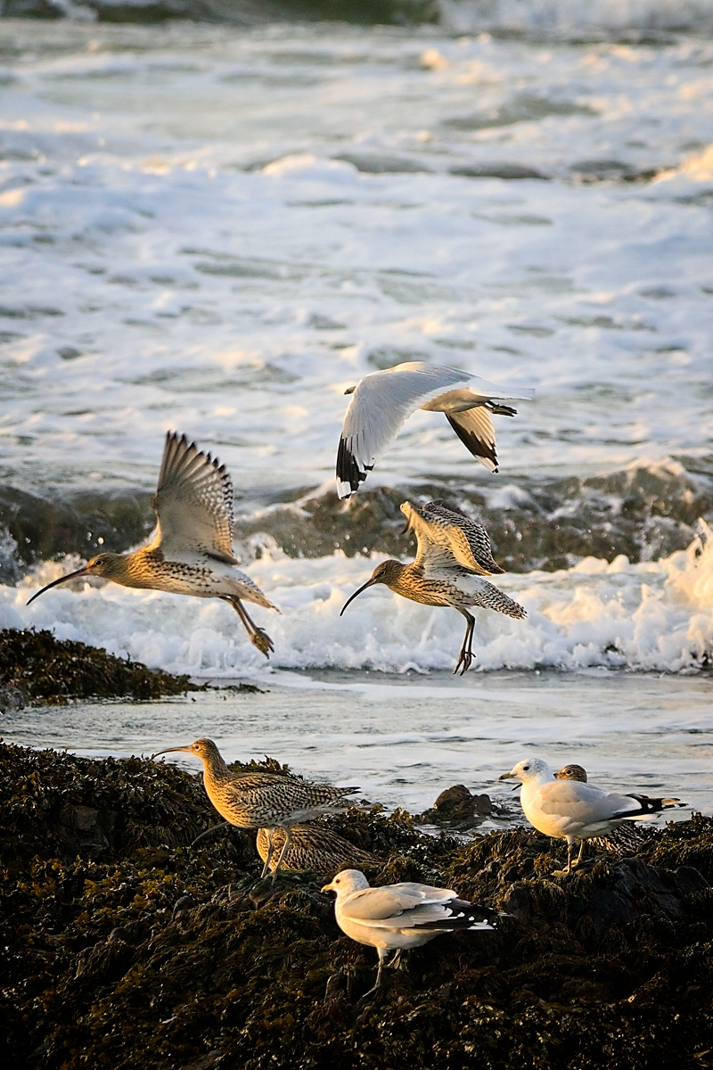 Birdlife at Strathlene