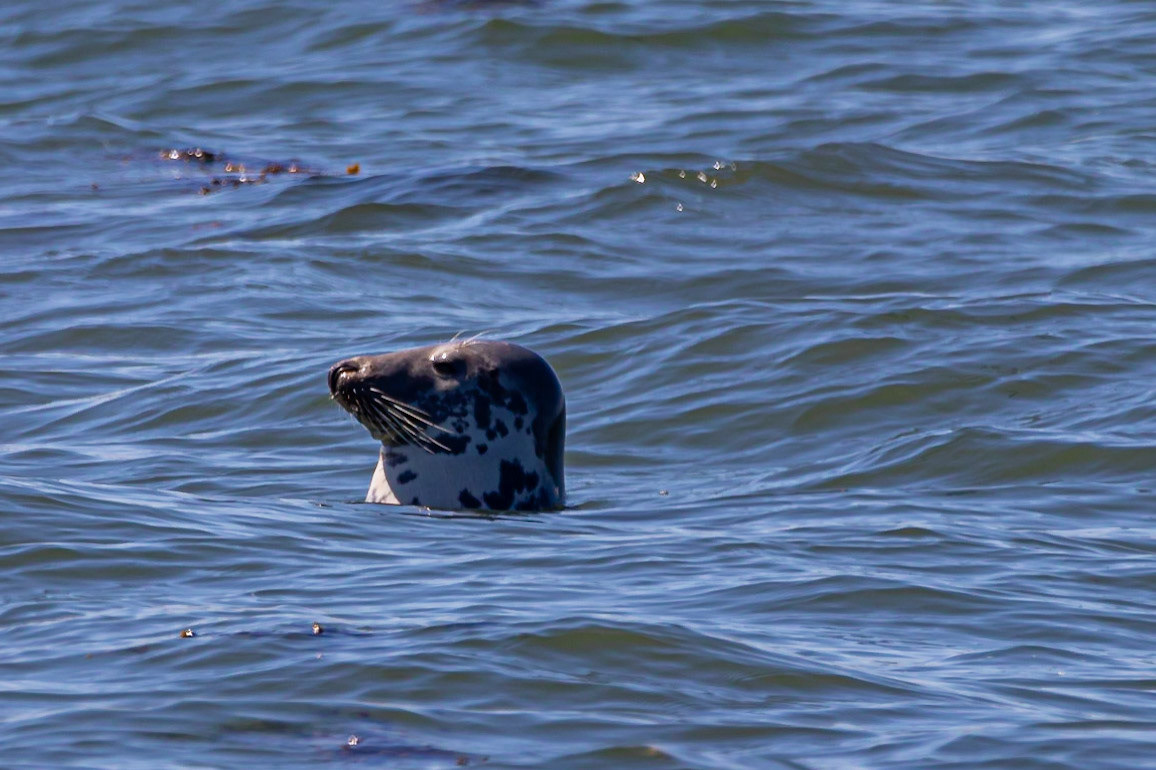 Seals of Craigenroan