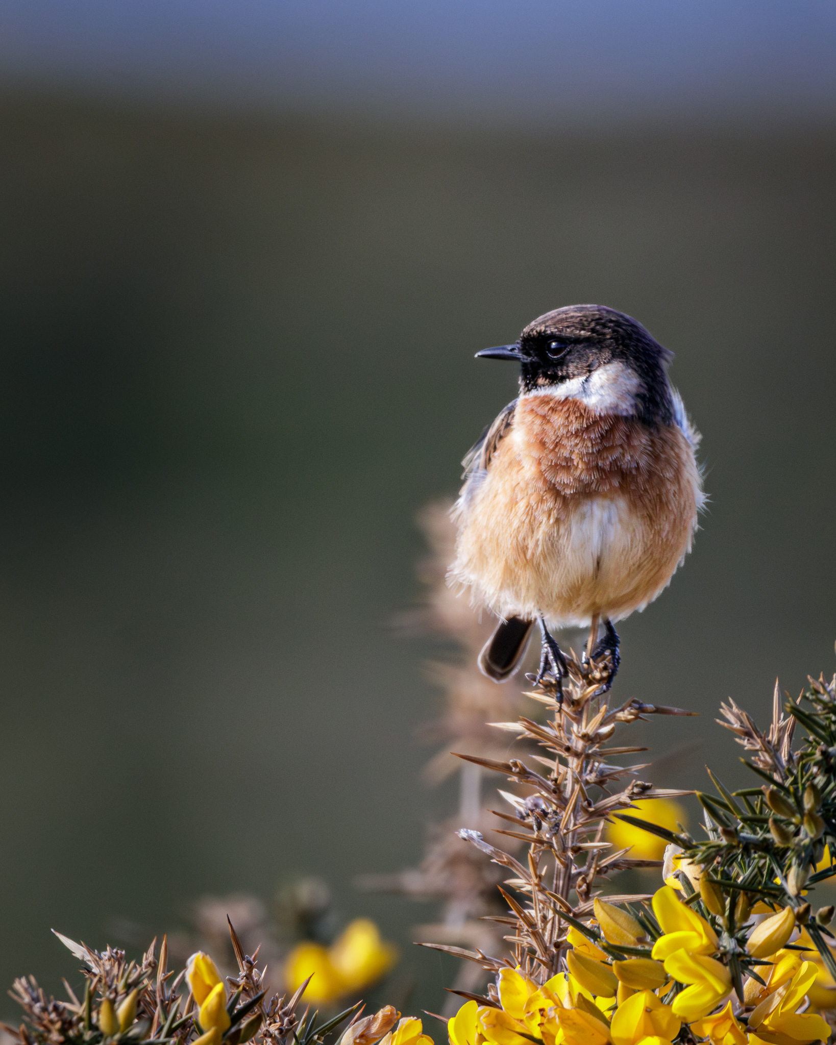 Stone Chat