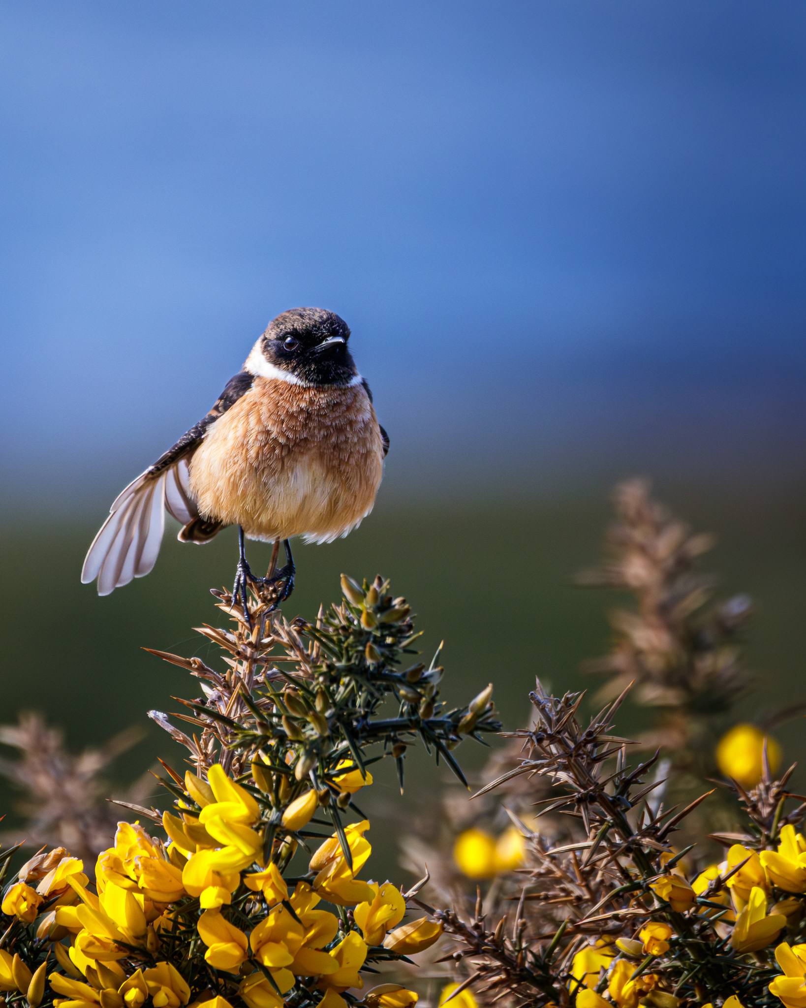 Stone Chat