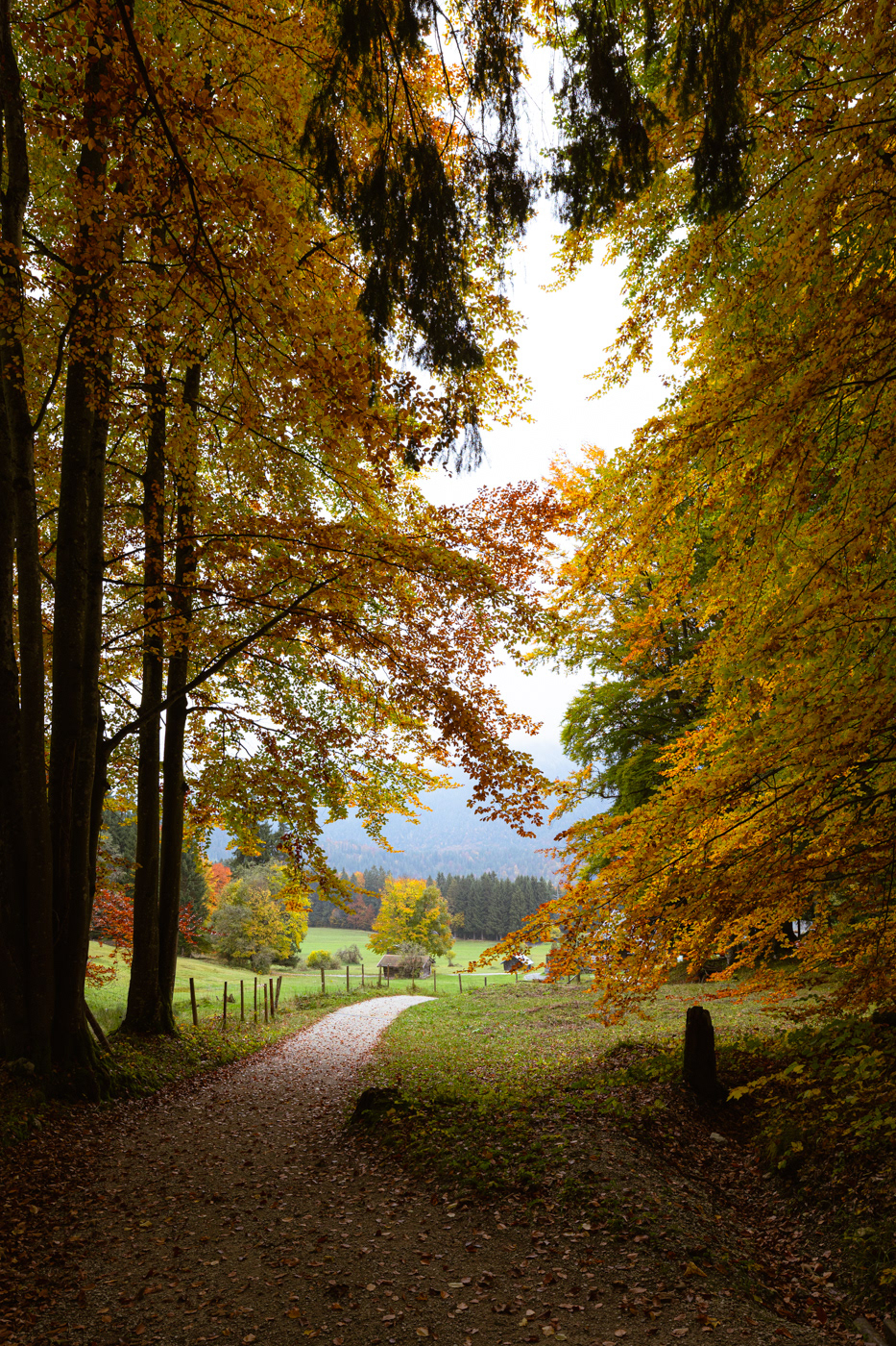 Colorful trees in a hiking trail near Grainau, Garmisch Partenkirchen.