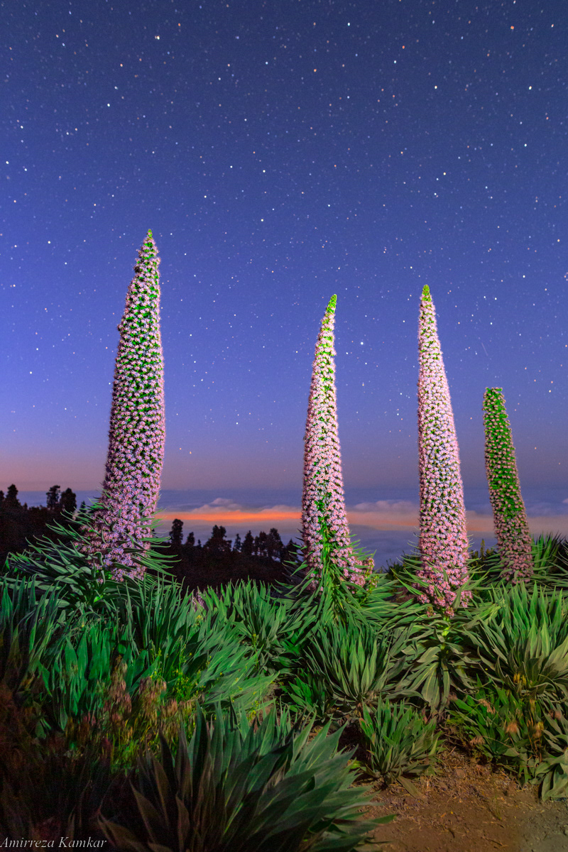 Stars at twilight over the the rare flowering tajinaste (Echium wildpretii) plant in La Palma, Canary Islands.