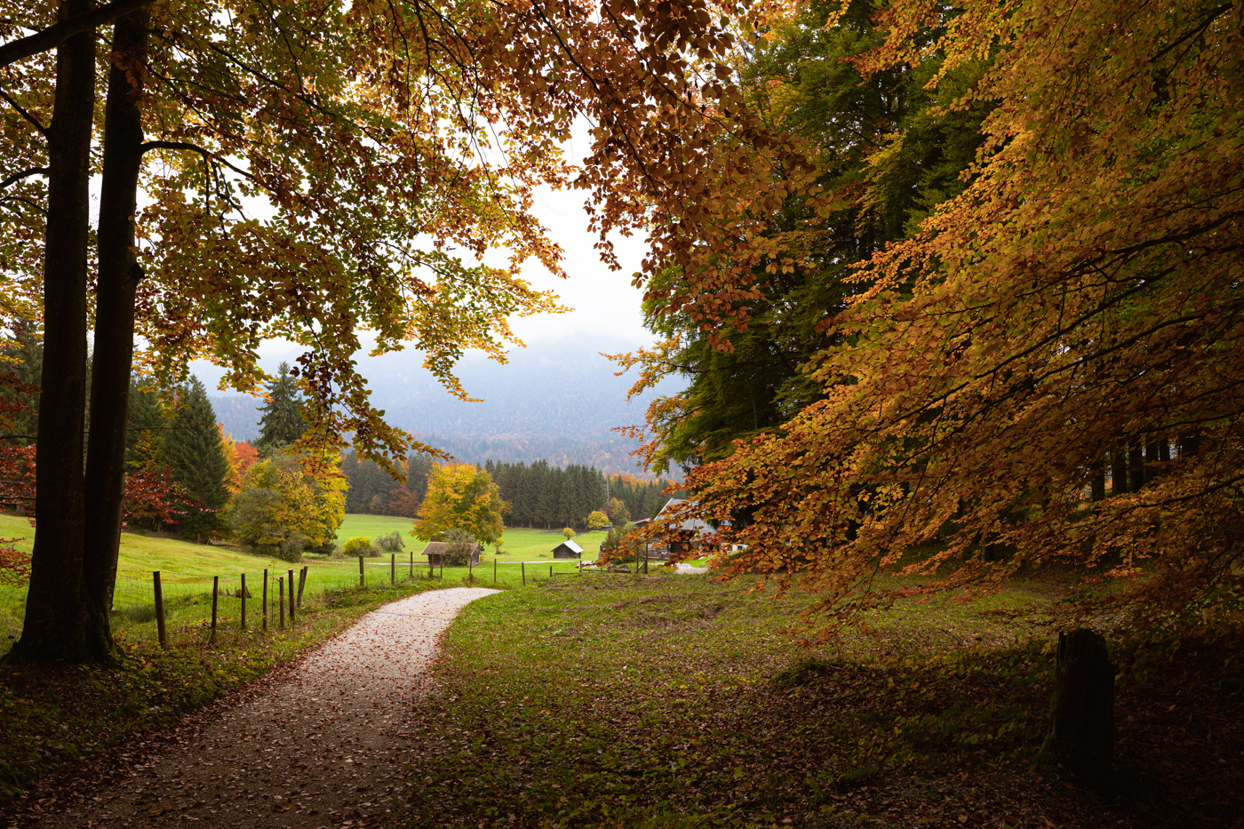 Colorful trees in a hiking trail near Grainau, Garmisch Partenkirchen.