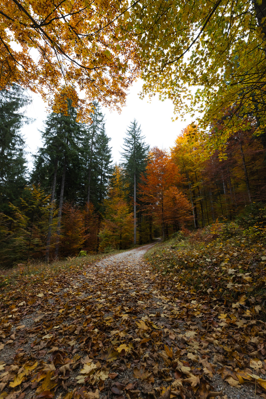 Colorful trees in a hiking trail near Grainau, Garmisch Partenkirchen.