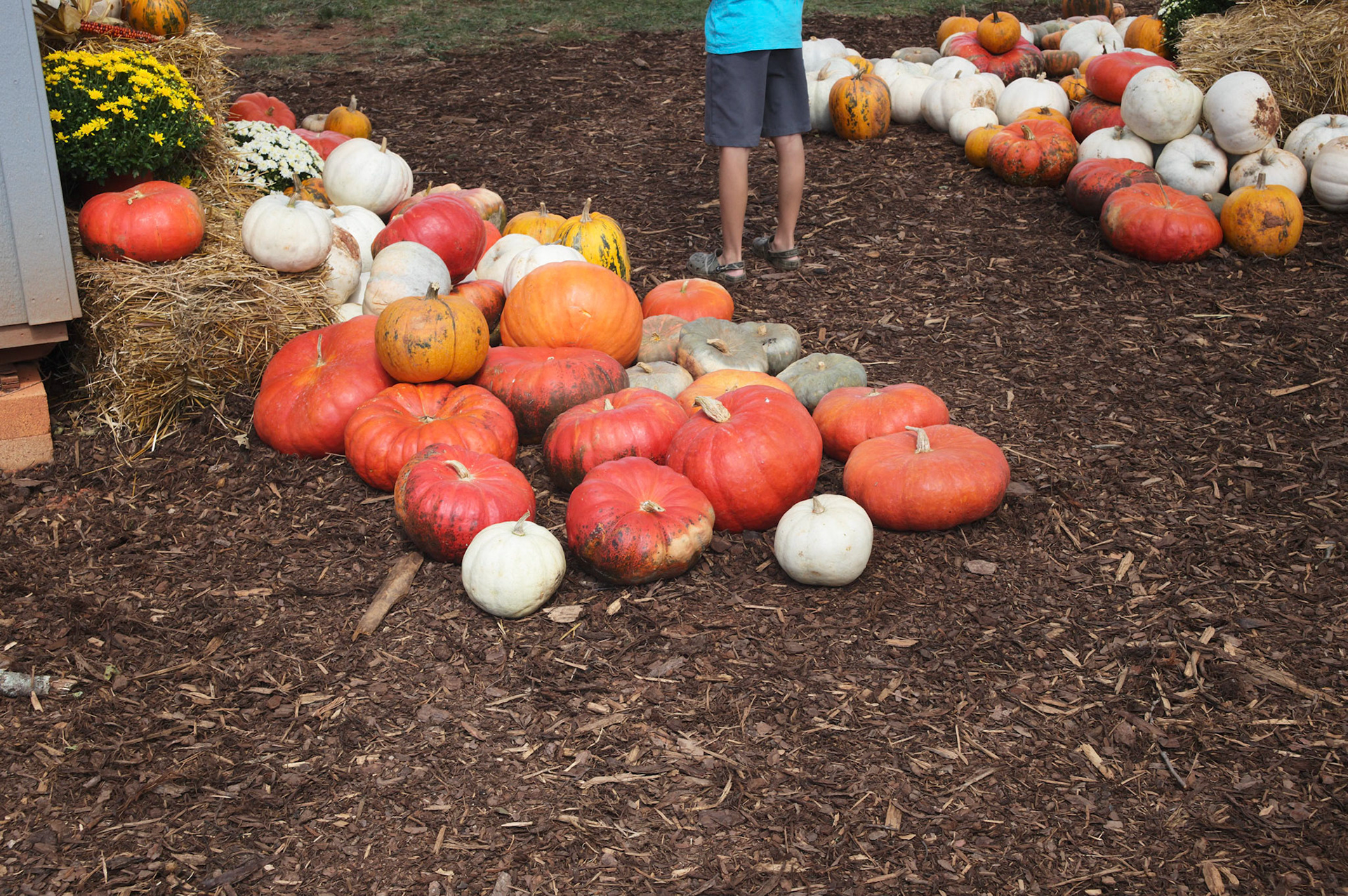 Guernsey Girl Creamery Fall Fun Day on Saturday, September 24, 2022 in Shelby, NC.©2022 Bob CareyLEICA M11, 50 – SS 1/60, F 5.6, ISO 64
