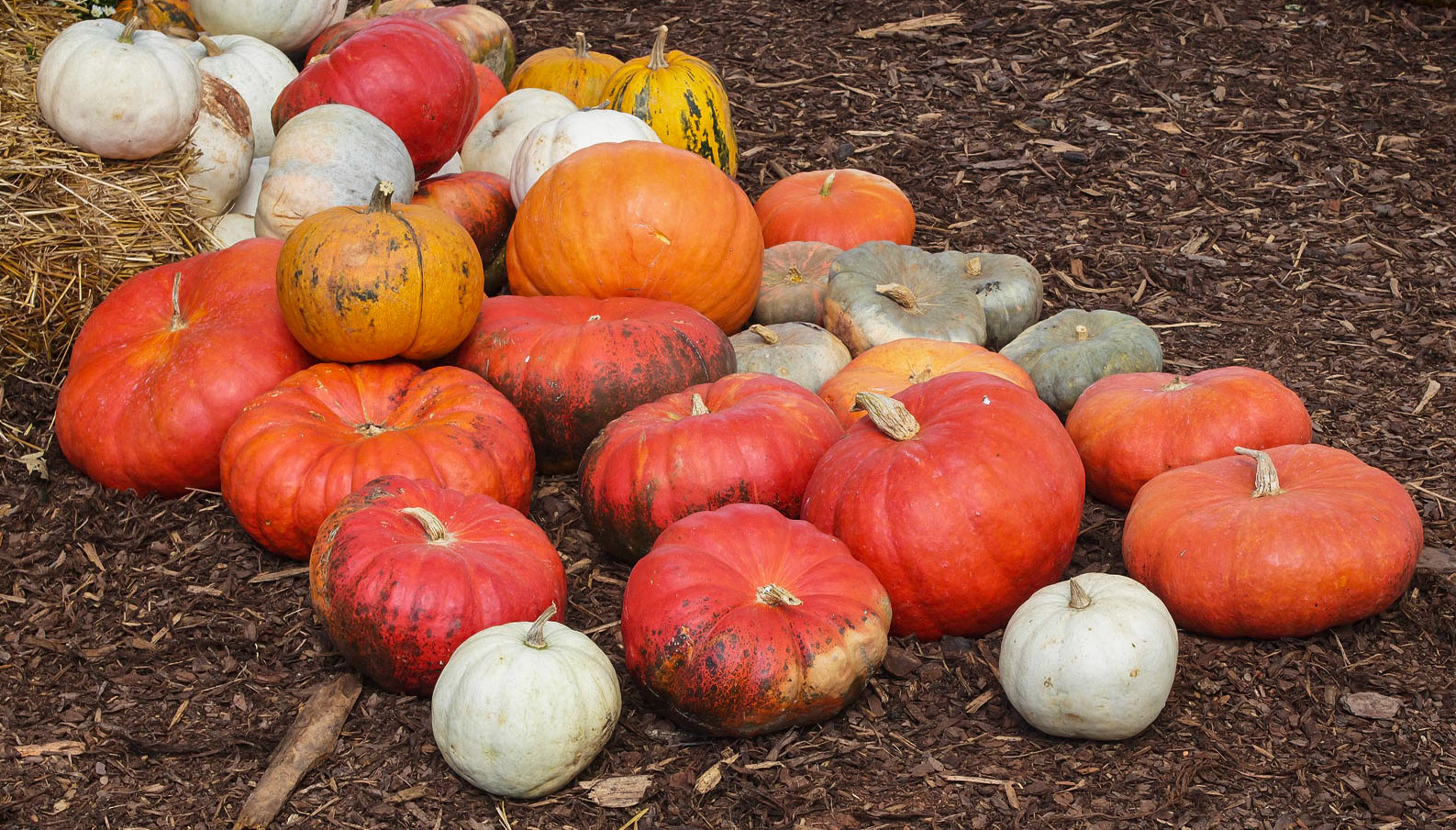 Guernsey Girl Creamery Fall Fun Day on Saturday, September 24, 2022 in Shelby, NC.©2022 Bob CareyLEICA M11, 50 – SS 1/60, F 5.6, ISO 64