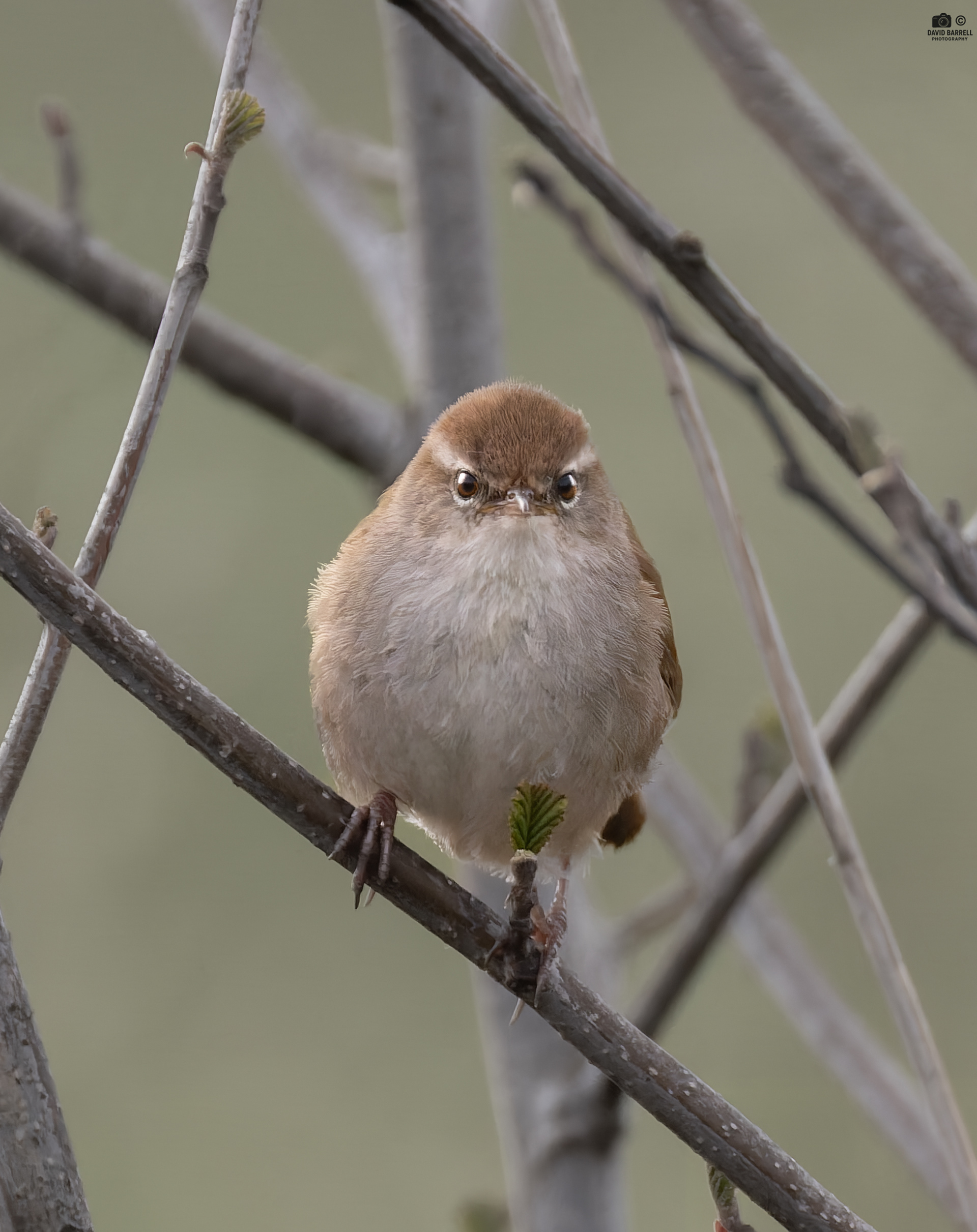 Cetti's Warbler