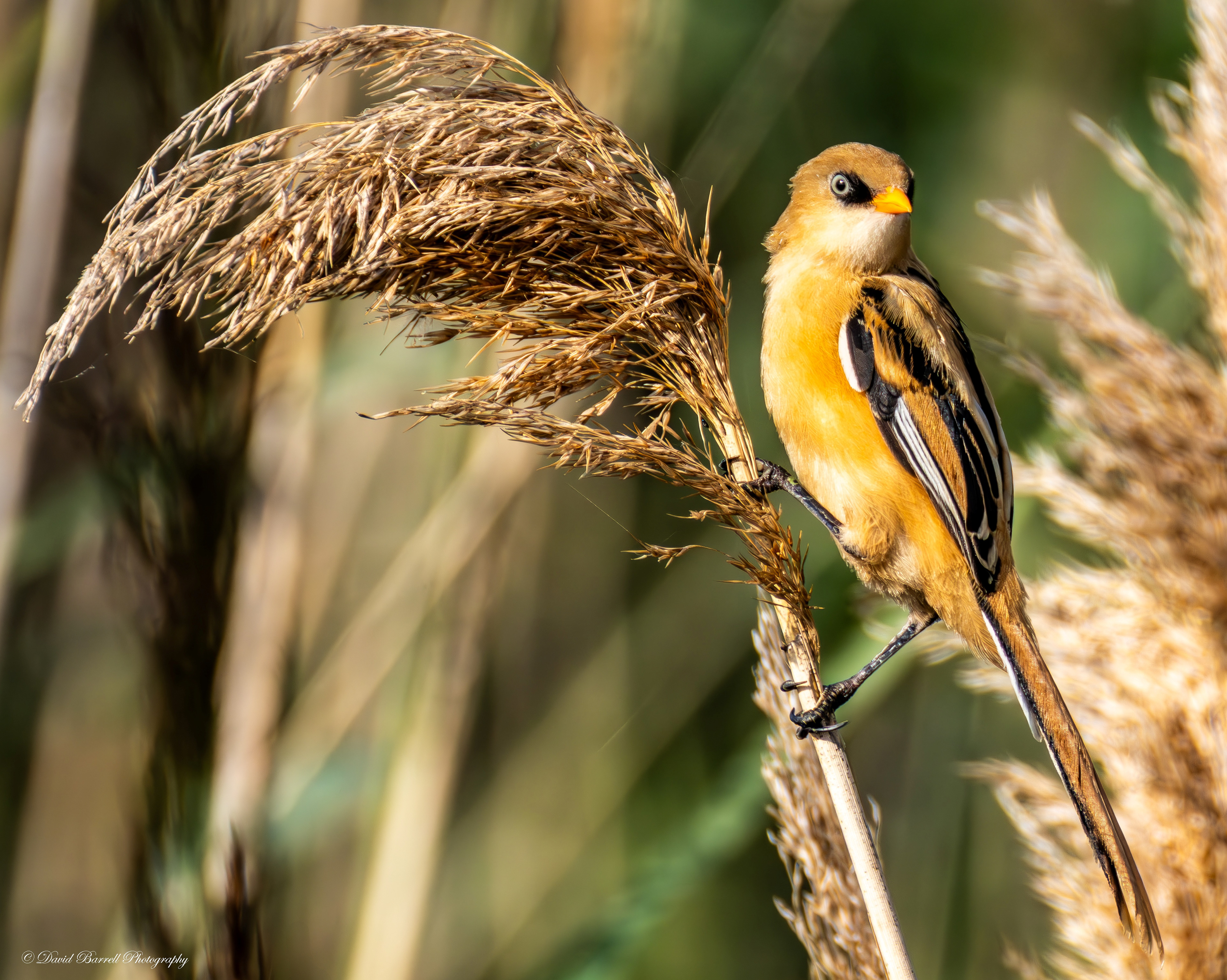 Bearded Reedling (Bearded Tit) 