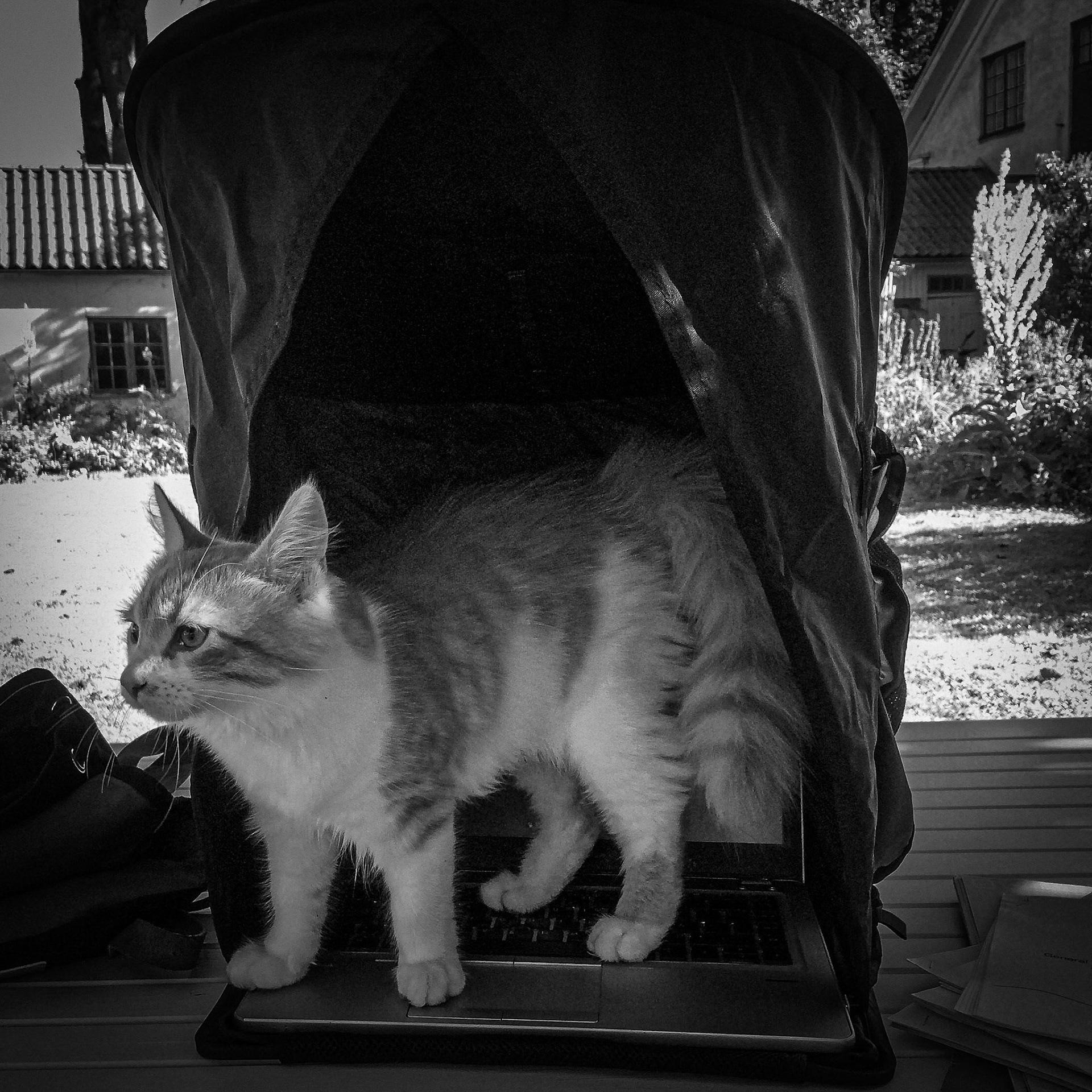Jobba med katt....