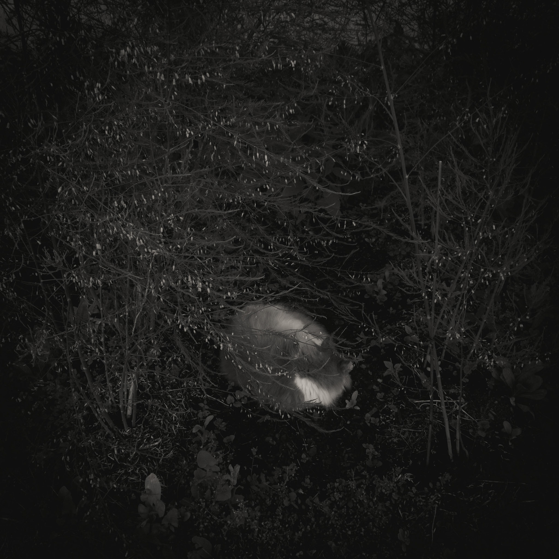 Katt i sparrisrabatt