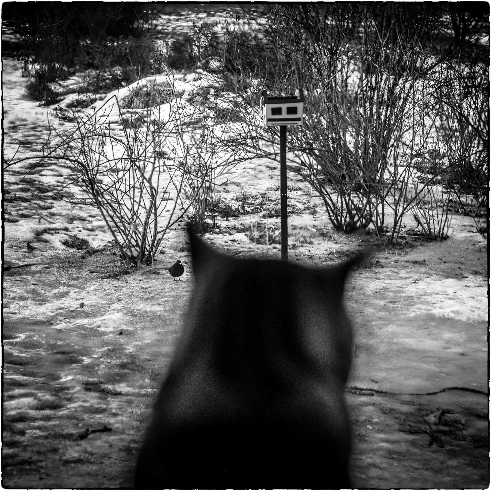 Fågelskådaren ( februari 2022 )