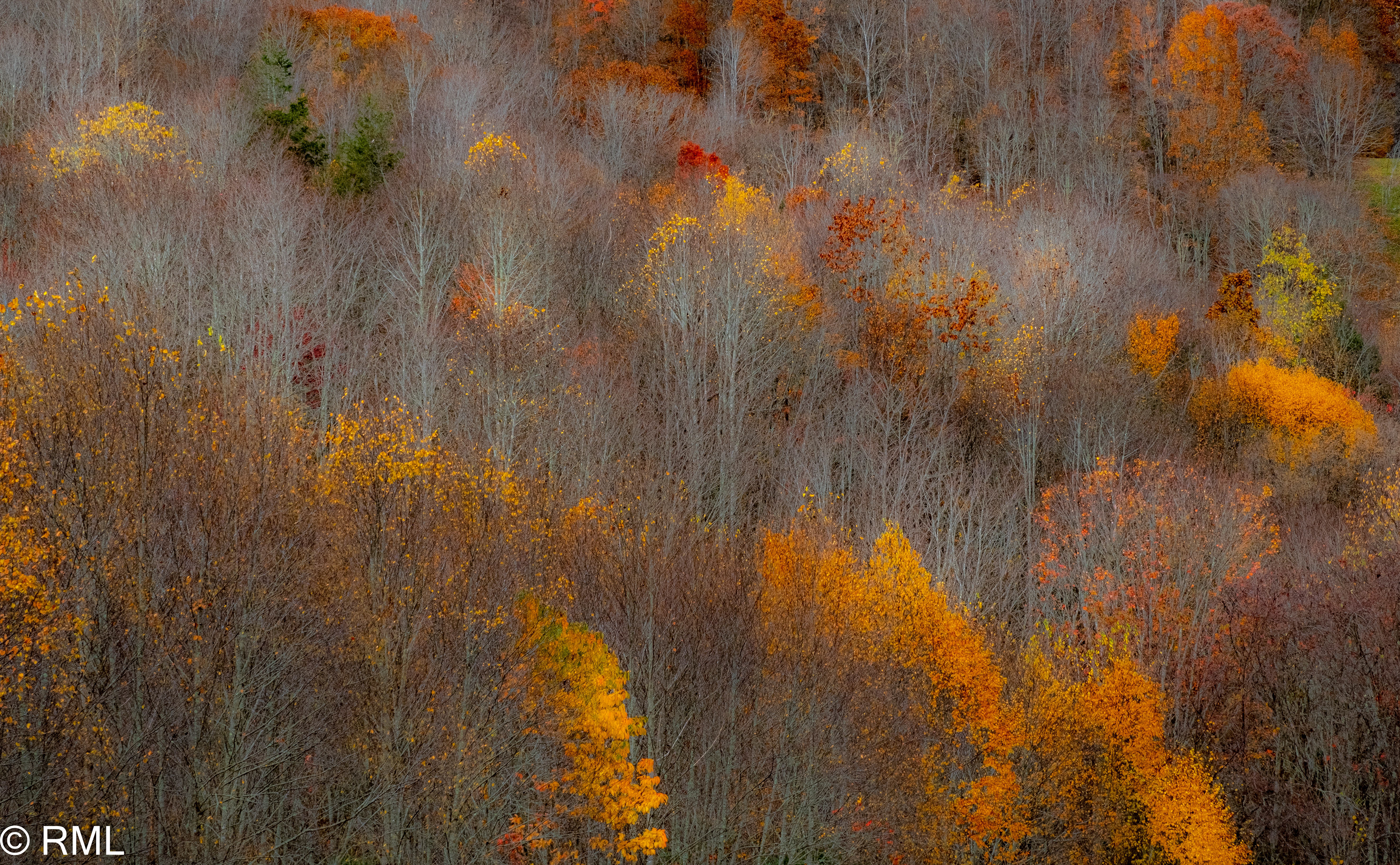 Virginia Creeper