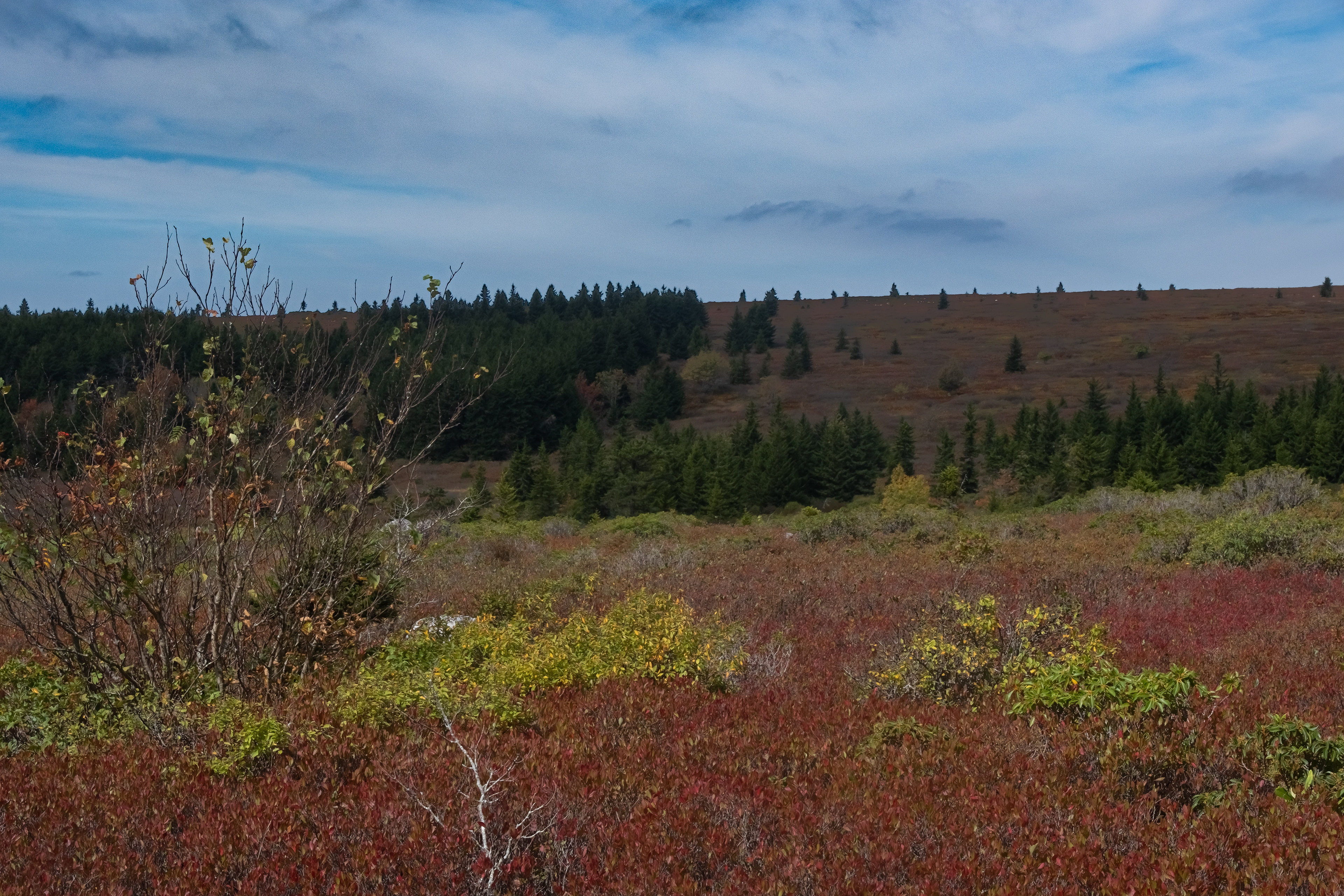 Dolly Sods