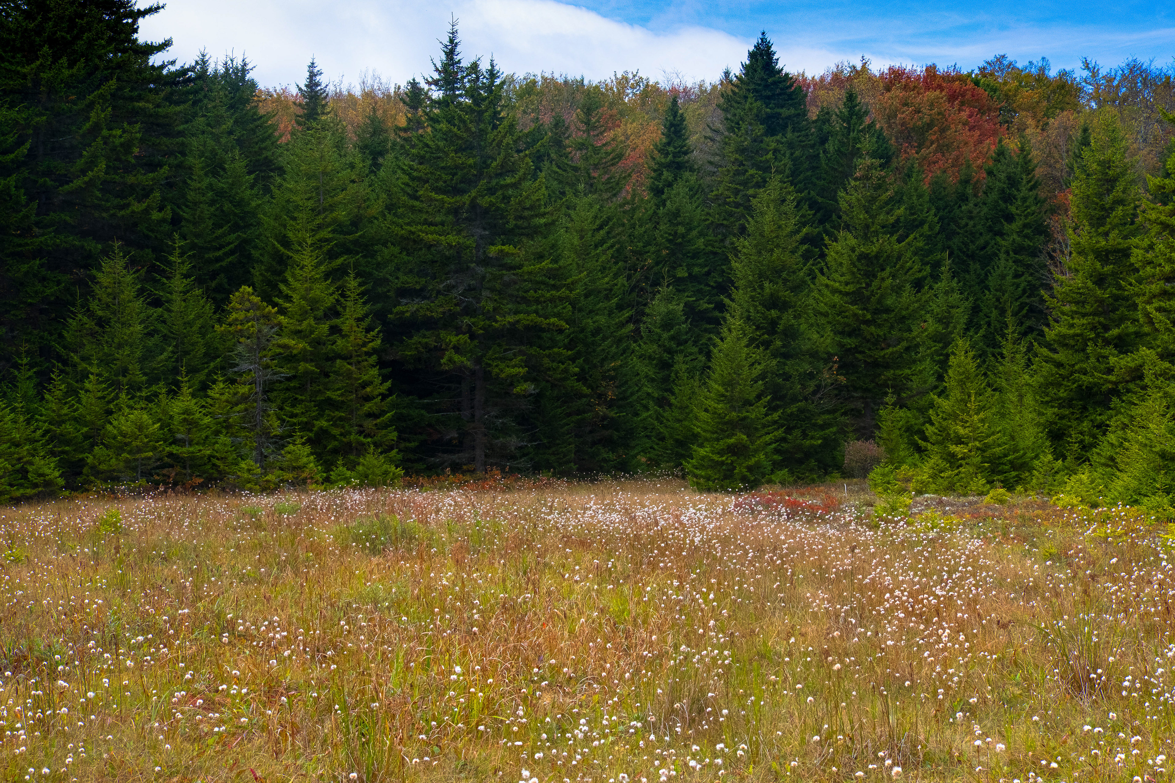 Dolly Sods