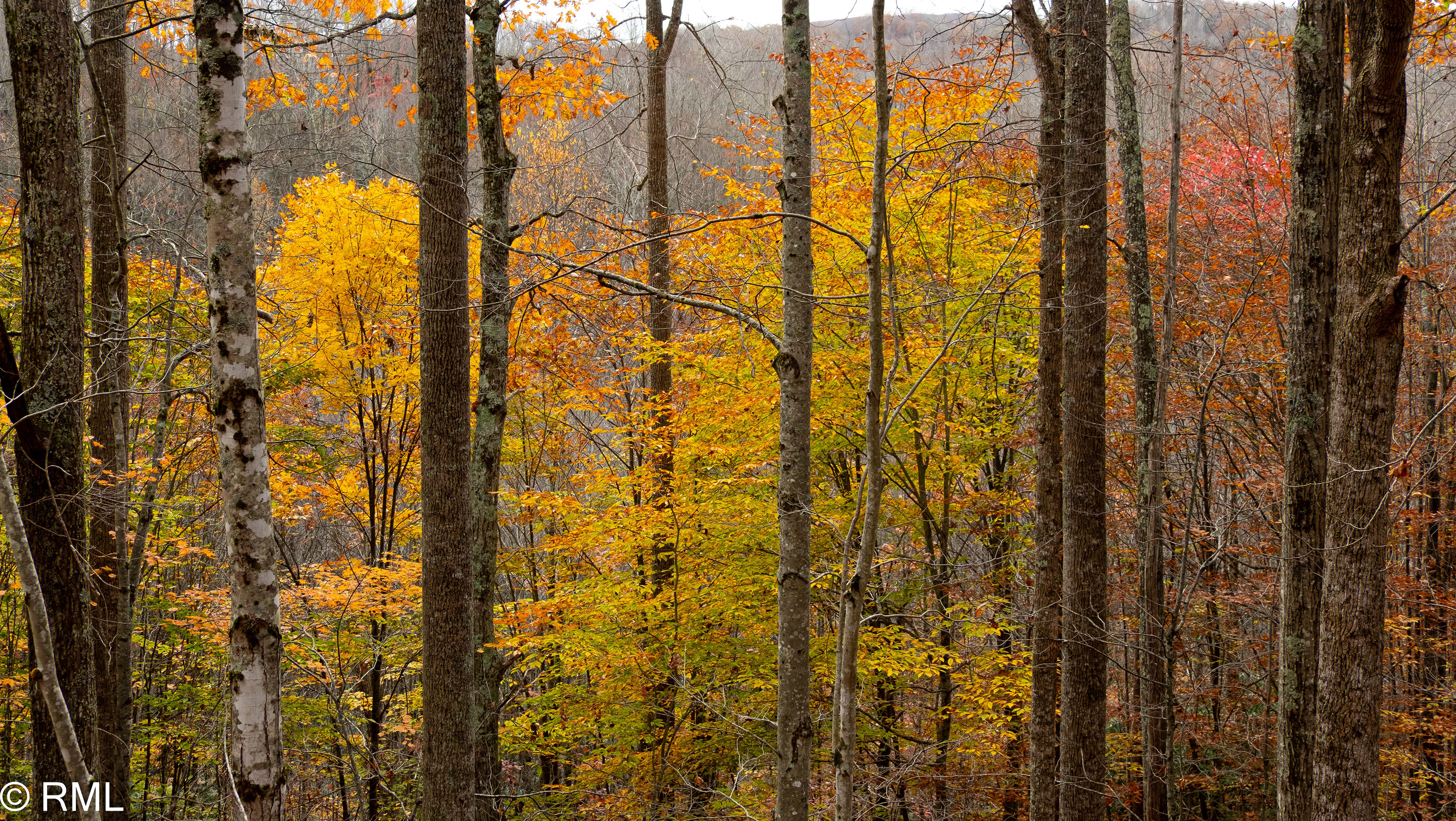 Virginia Creeper