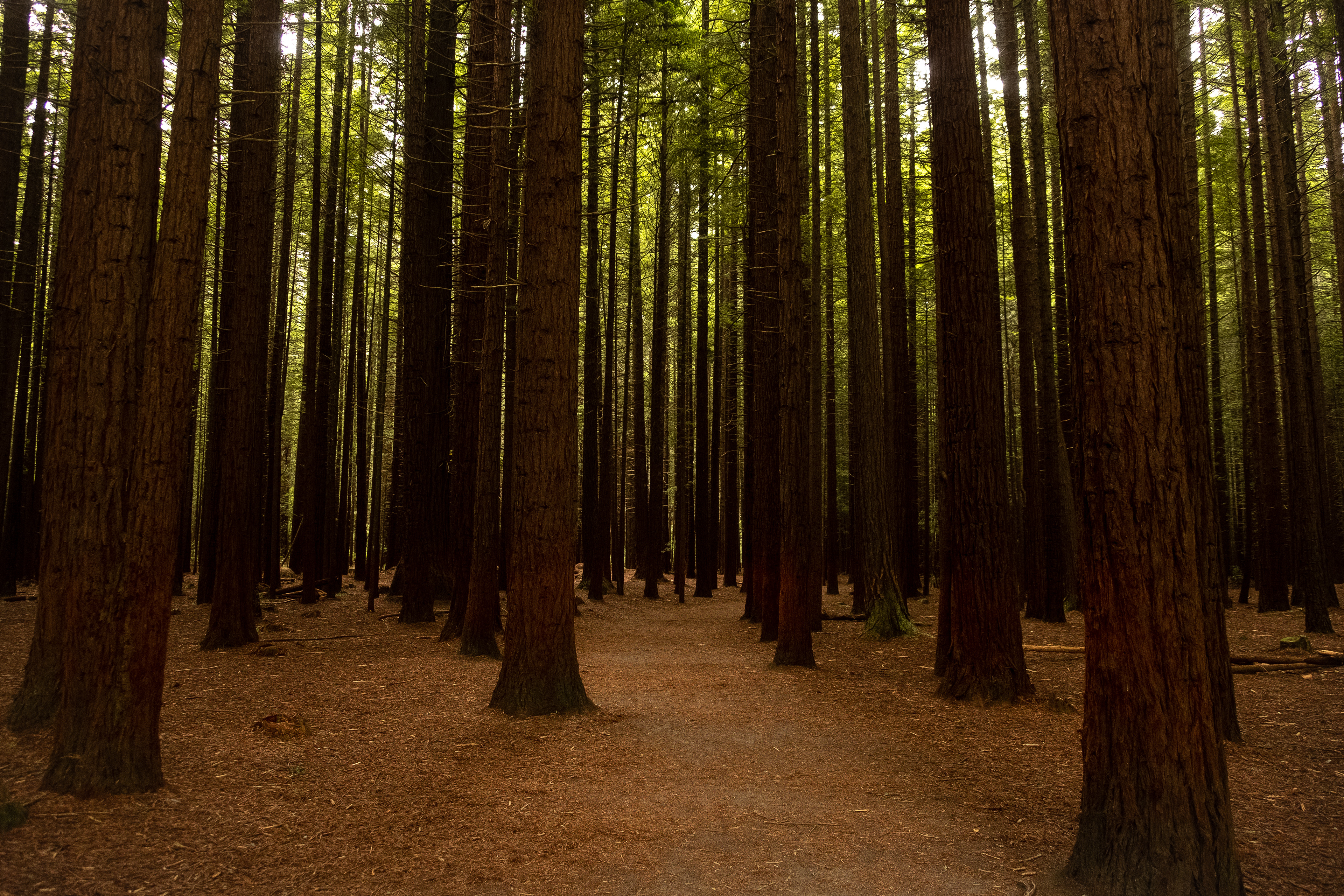 Redwoods, Rotarua