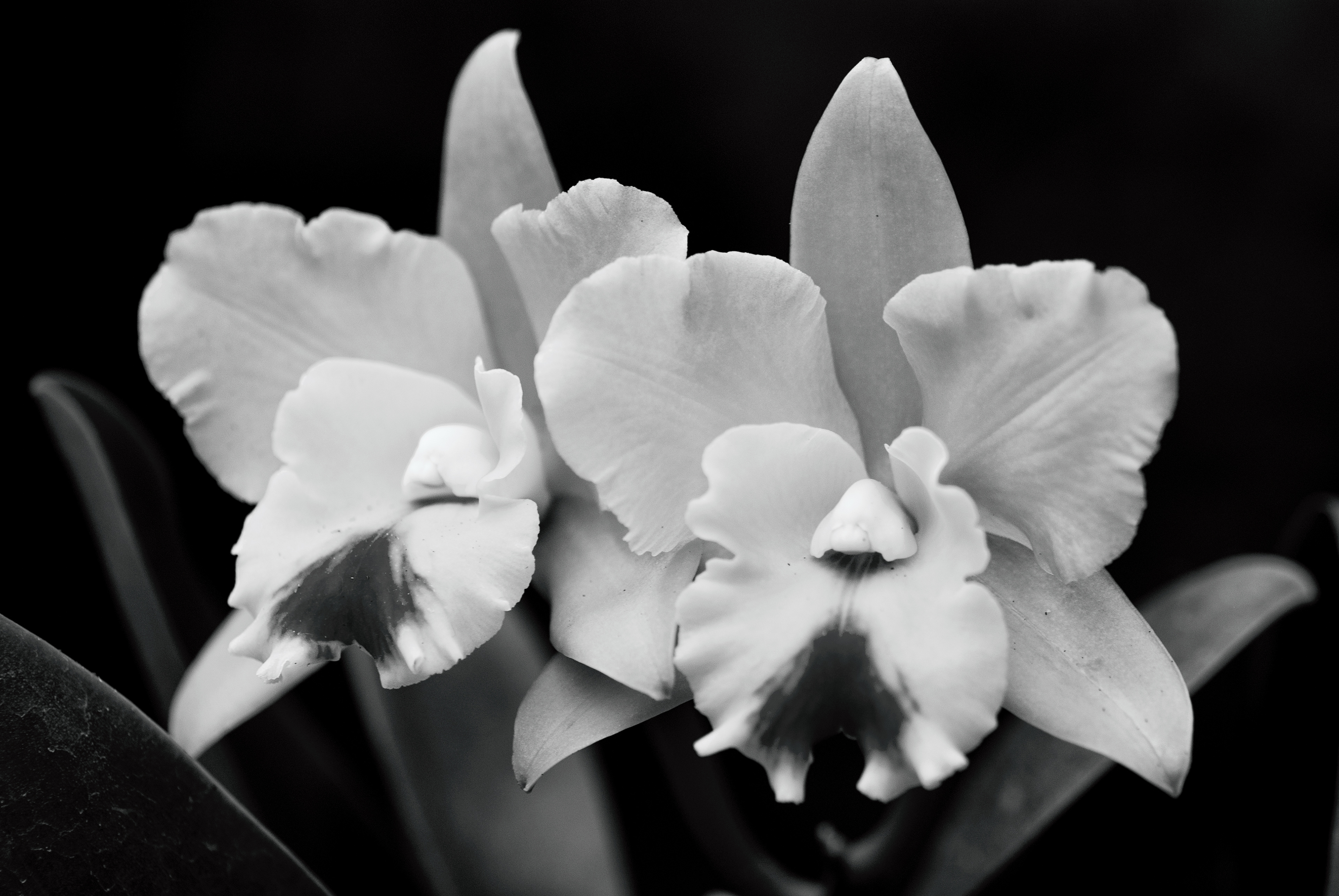 Cleveland Botanical Garden