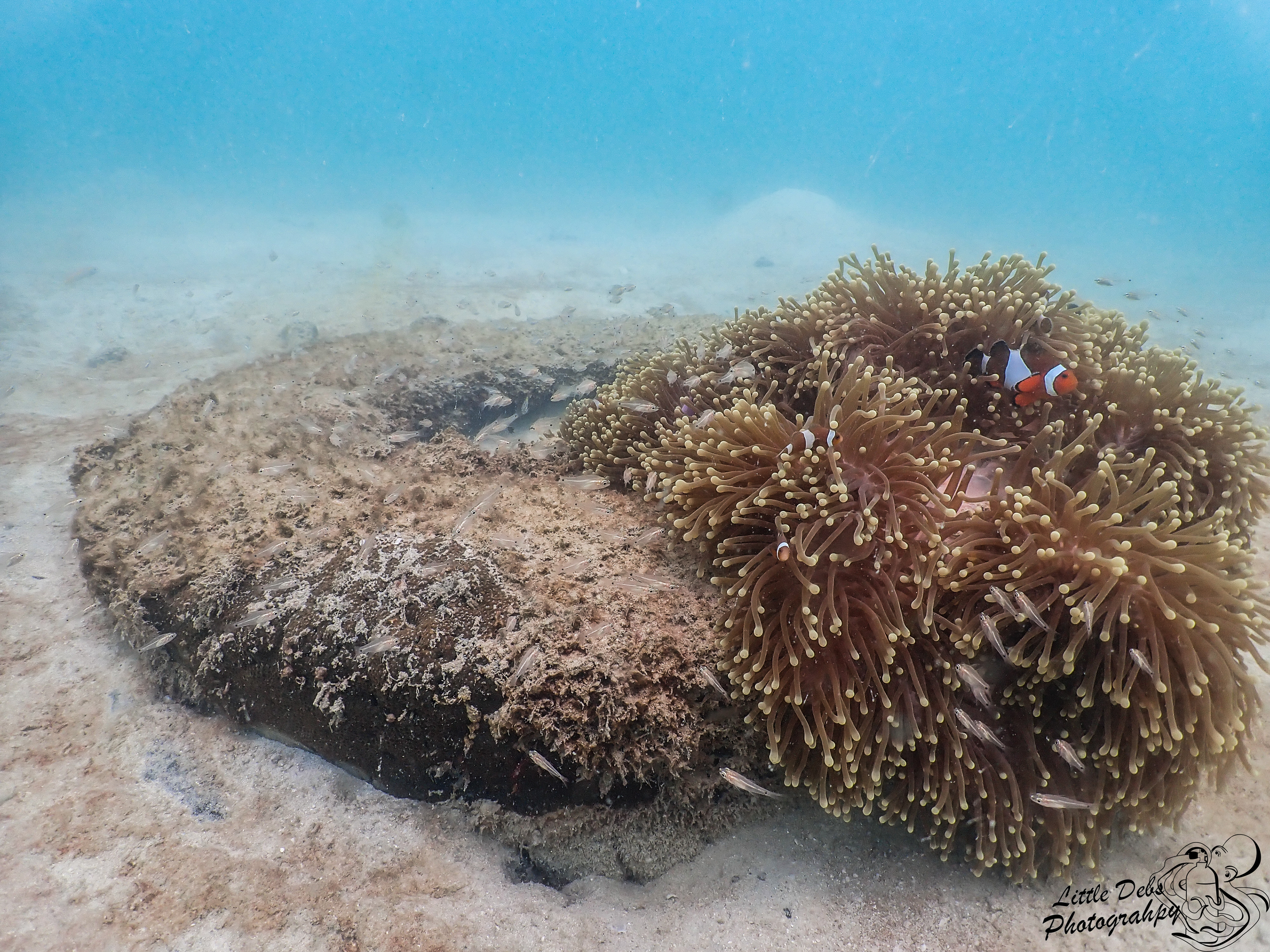 A clown fish in an anemone which is attached to a old tyre