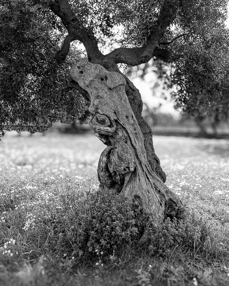 Bones of the Land