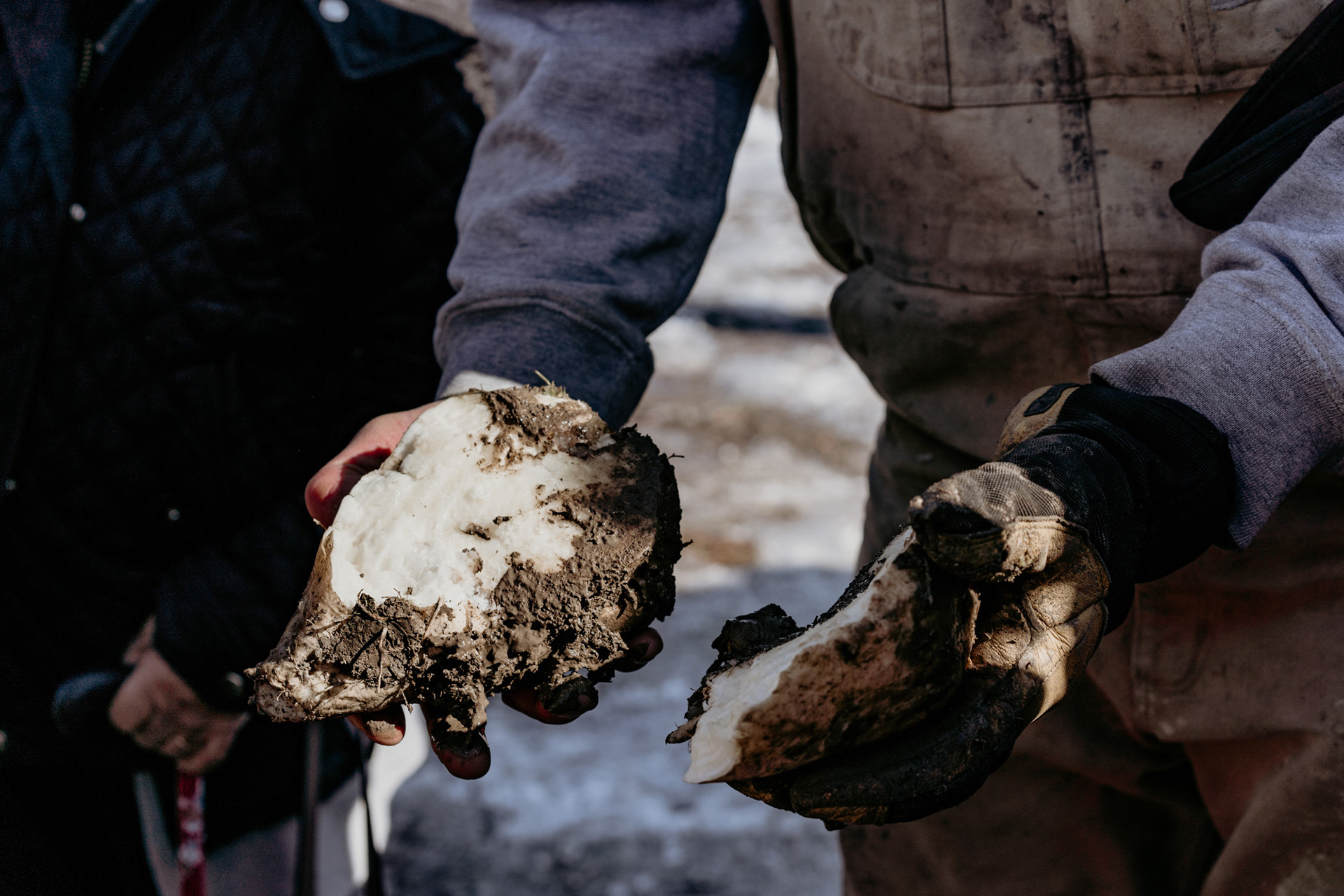 Picture Butte, Alta.—The inside of a sugar beet is shown by a farmer at a sugar beet farm previously owned by Norris Taguchi during a tour of southern Alberta organized by the Nikkei National Museum & Cultural Centre. Taguchi grew up in Sunbury, now known as North Delta, in B.C. before his family moved to Raymond, Alta. in 1942 to labour on a sugar beet farm. When asked why he stayed in Alberta following the Second World war, Taguchi said he couldn’t afford to leave. “We were put on a train to go to ghost towns... but [the government] didn't give us money to go back,” he said. “I was quite poor at one time." Photo by Kayla Isomura