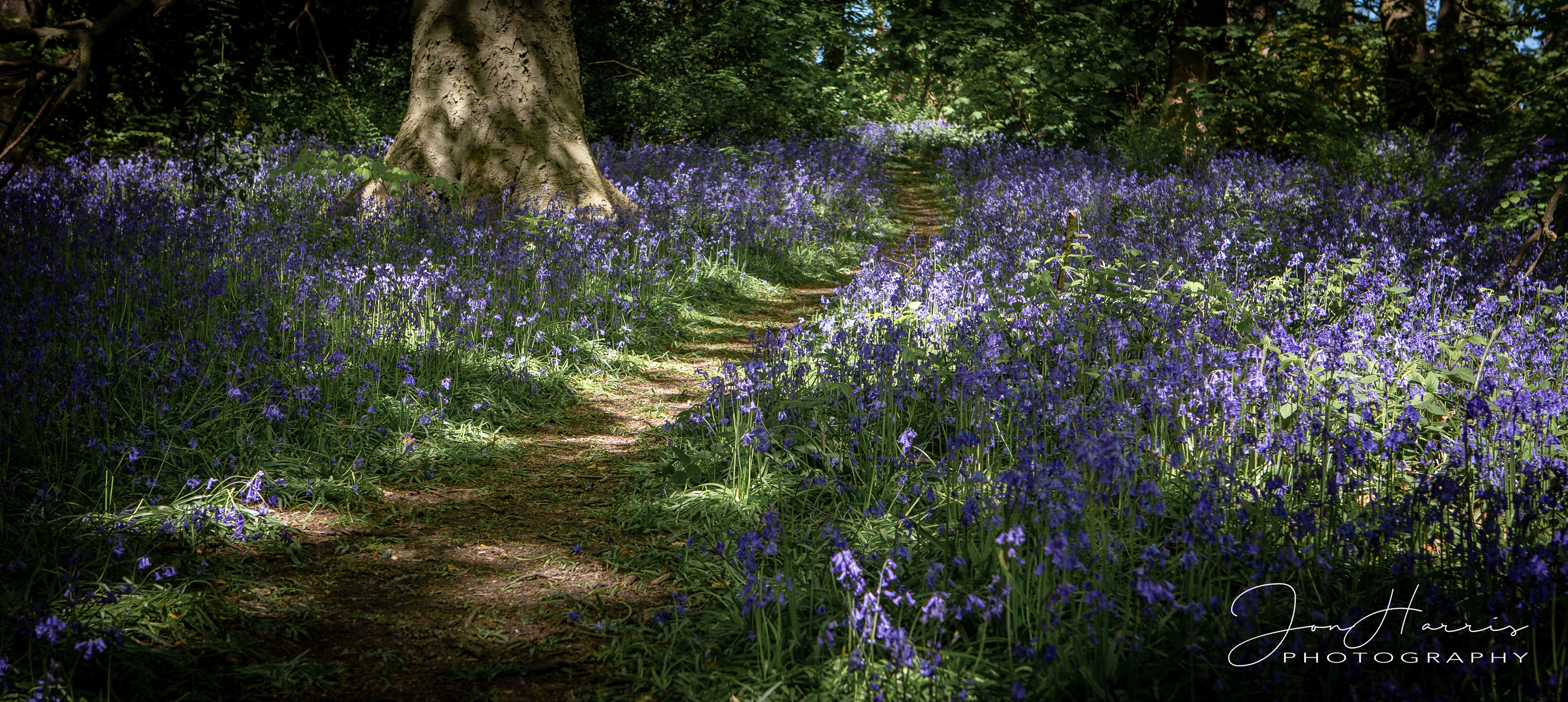 © Jon Harris Photography