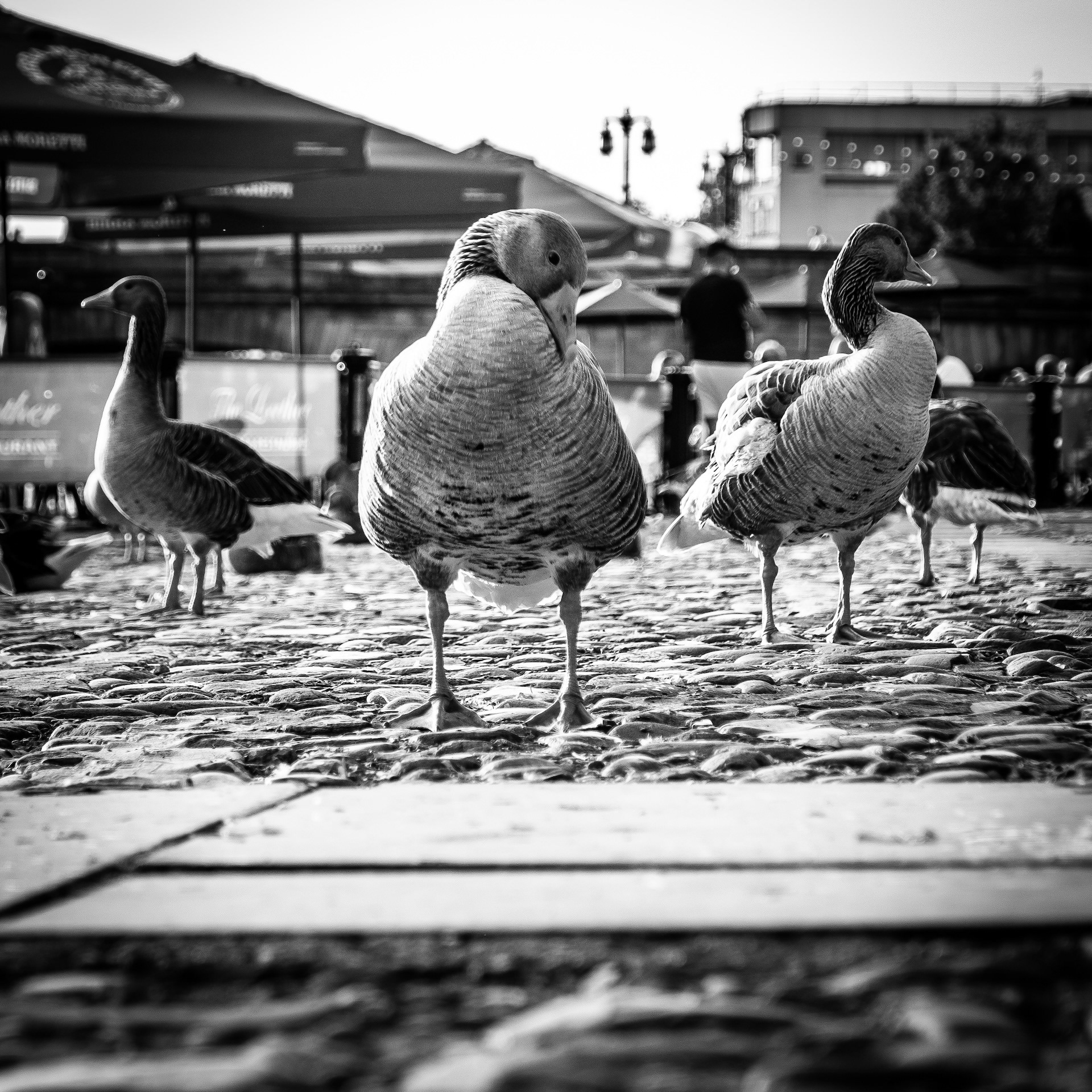 © Jon Harris Photography