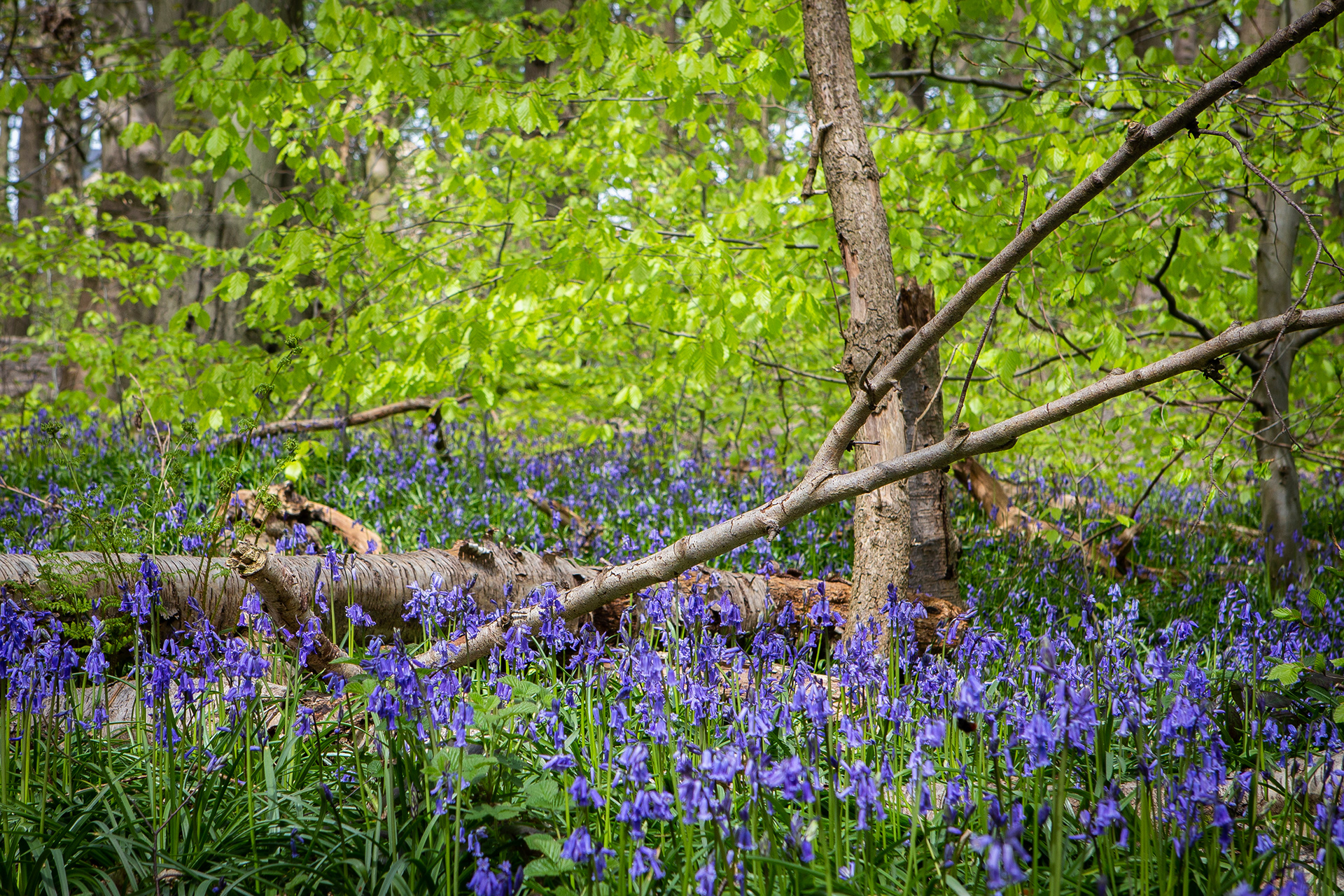 © Jon Harris Photography