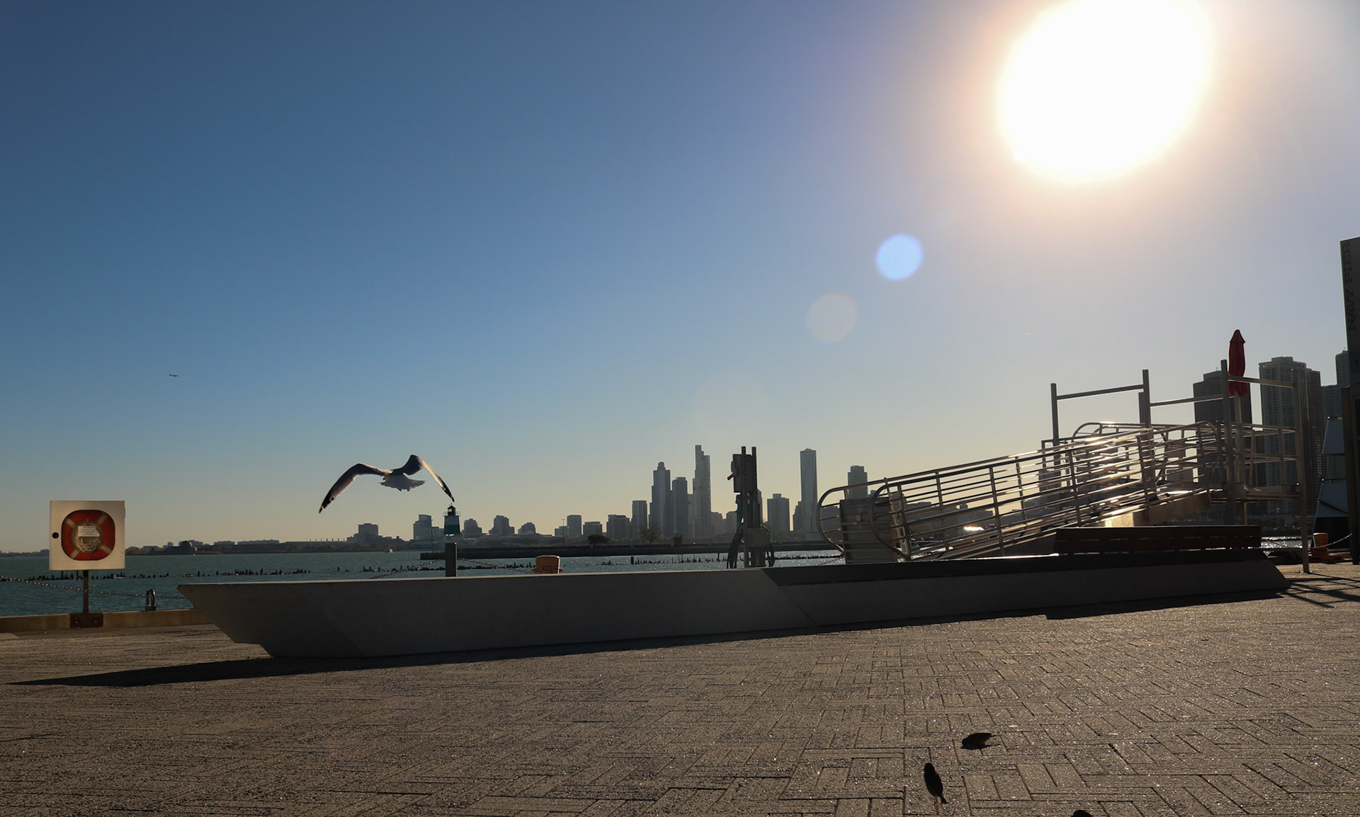 Seagull's Swarm Lake Michigan