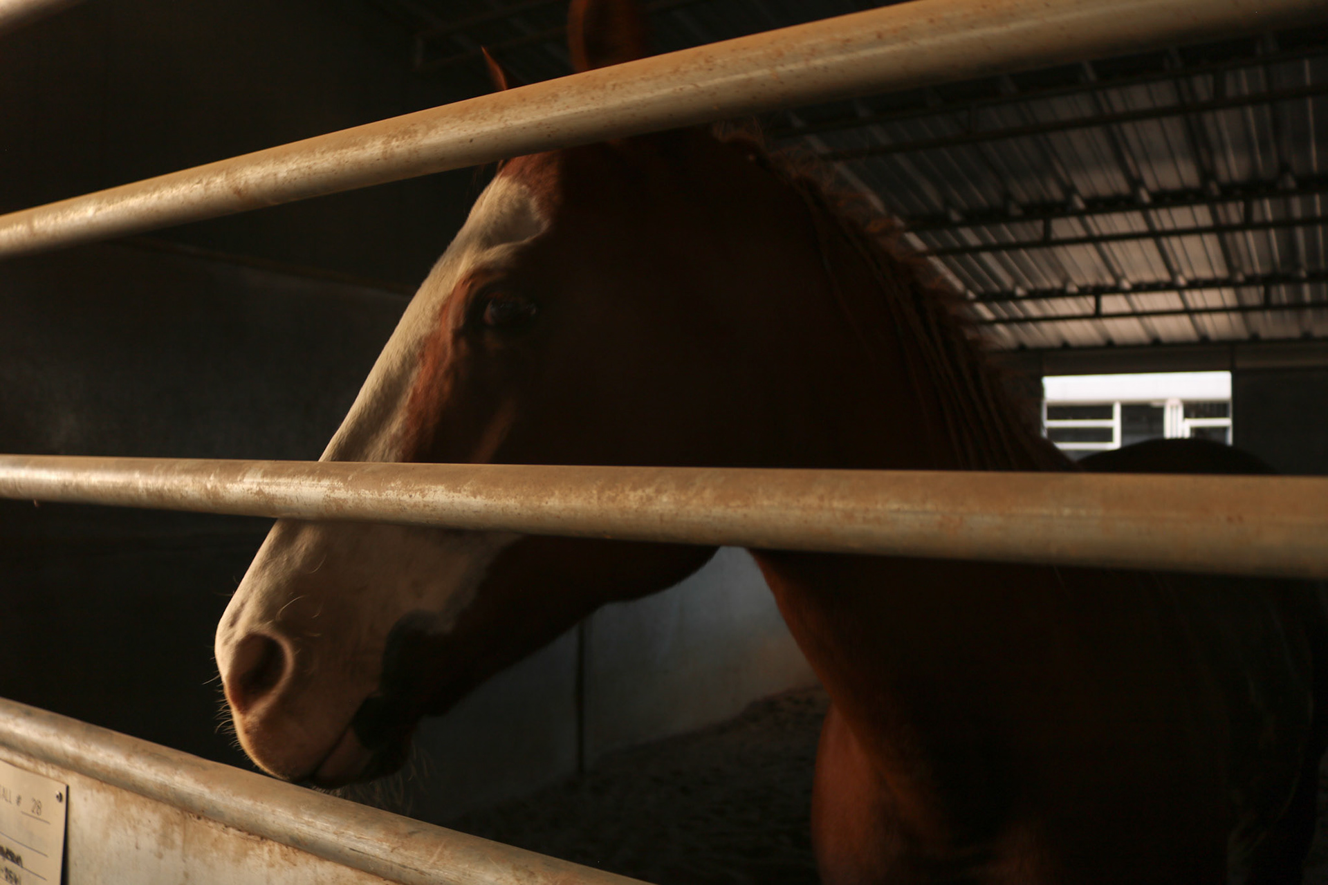 Day Dreaming of Hay