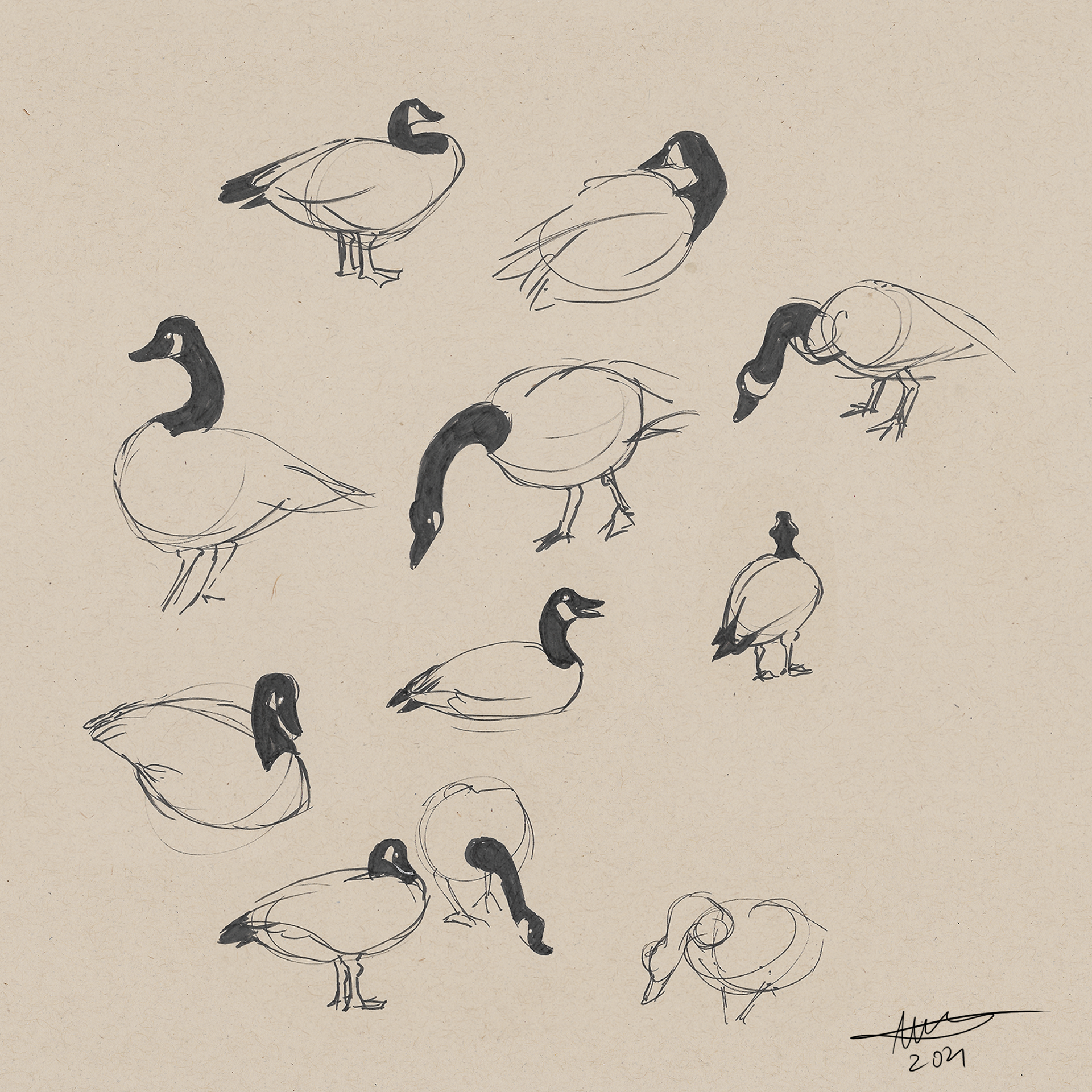 Geese at the LA Arboretum