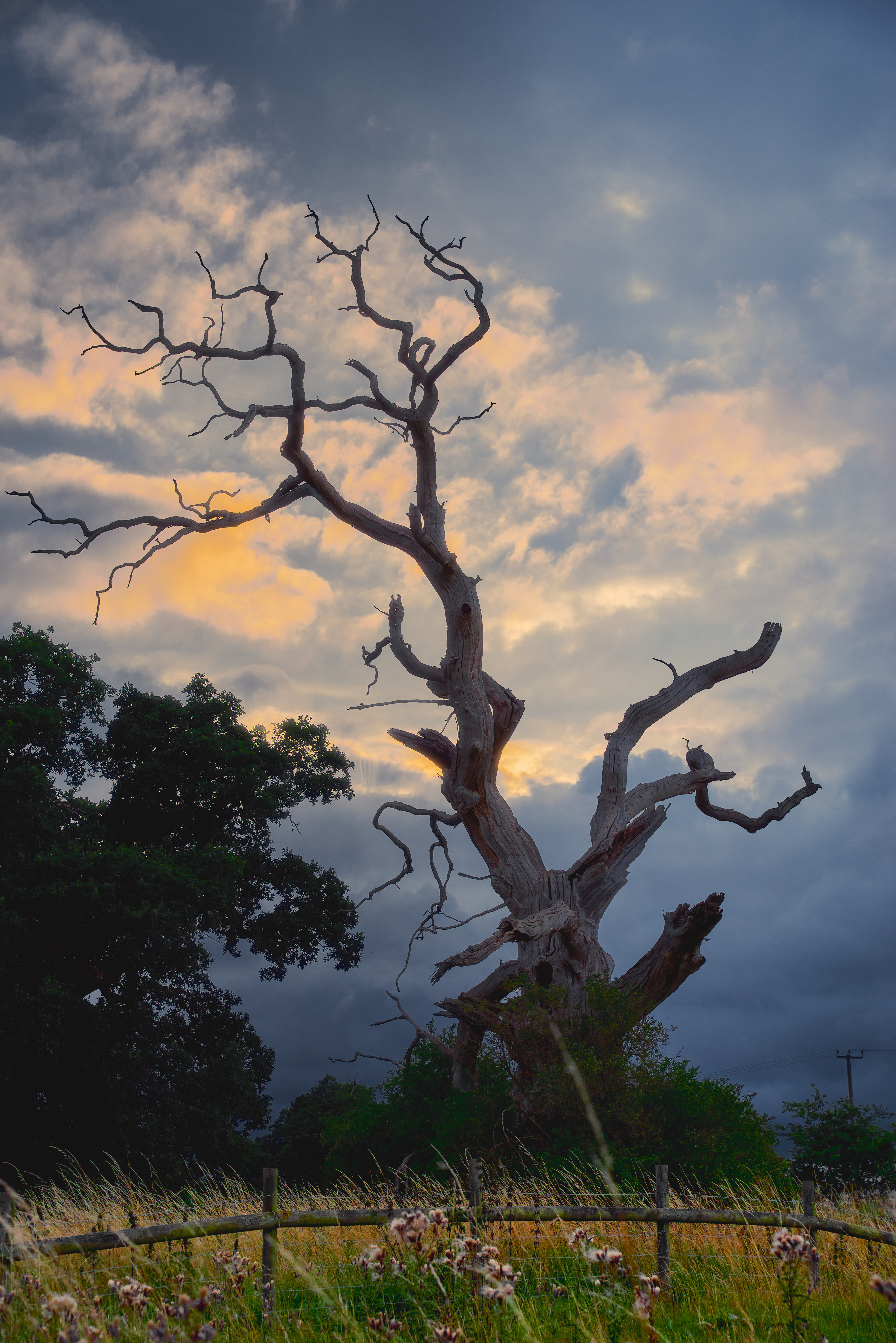 Standing Deadwood