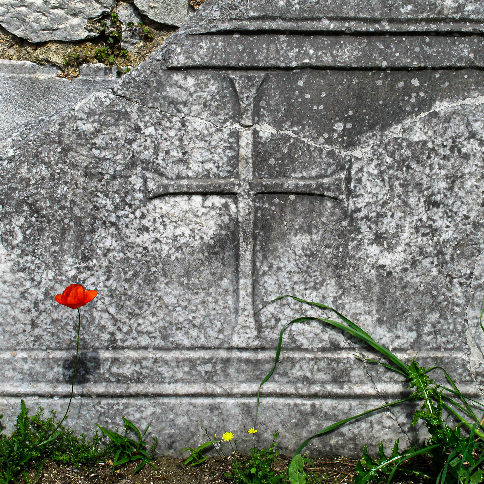 Red Poppy