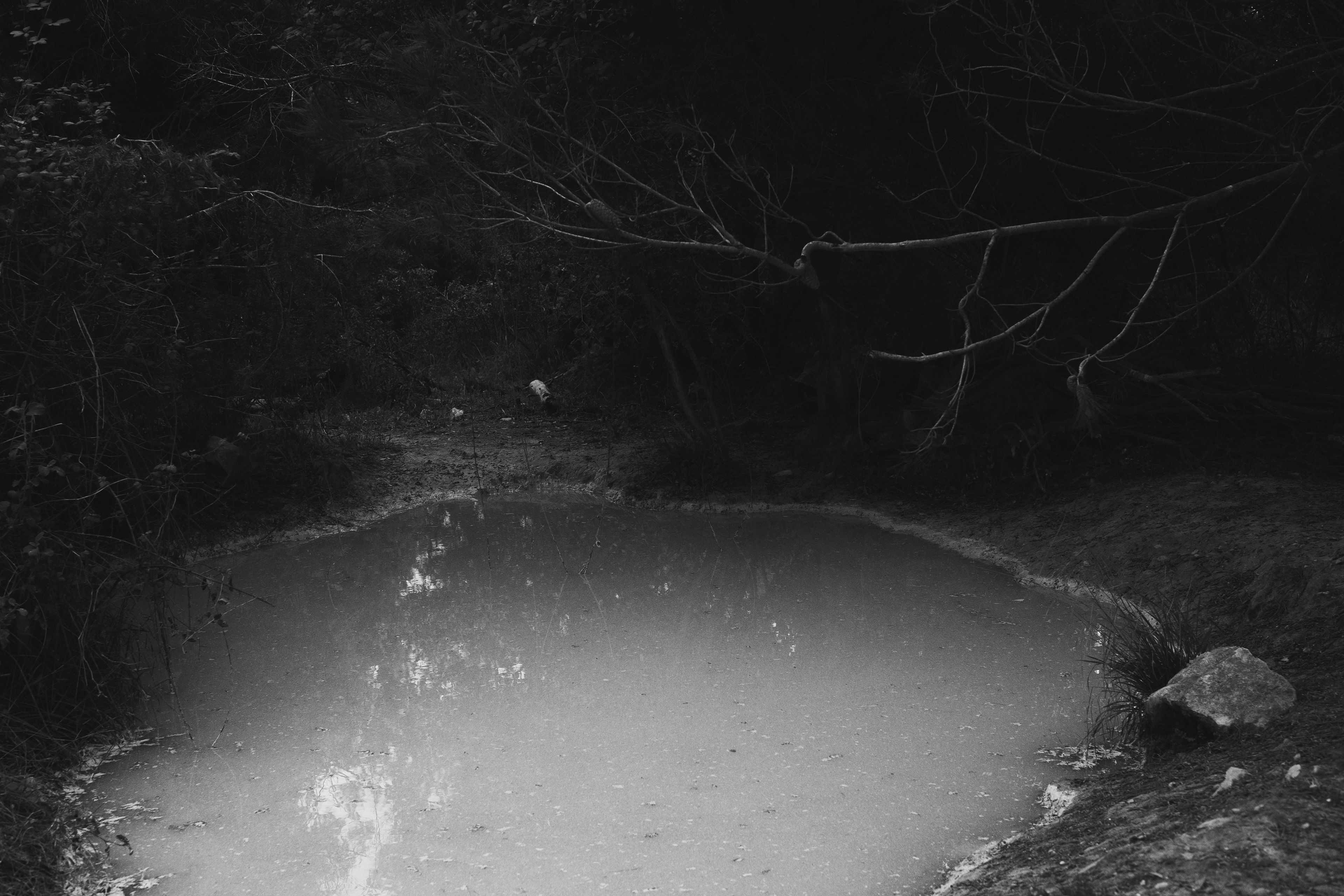 A black-and-white photograph of a serene pond in Premantura, Croatia, with a mystical atmosphere. In the background, dense shrubs surround the scene, while a bare branch extends from the top right corner, reaching two-thirds across the image. In the foreground, a single stone rests at the pond’s edge on the bottom right. Soft light filters diagonally from the bottom left to the upper right, illuminating a narrow path in the distance. ©lena-mariaStupitzky