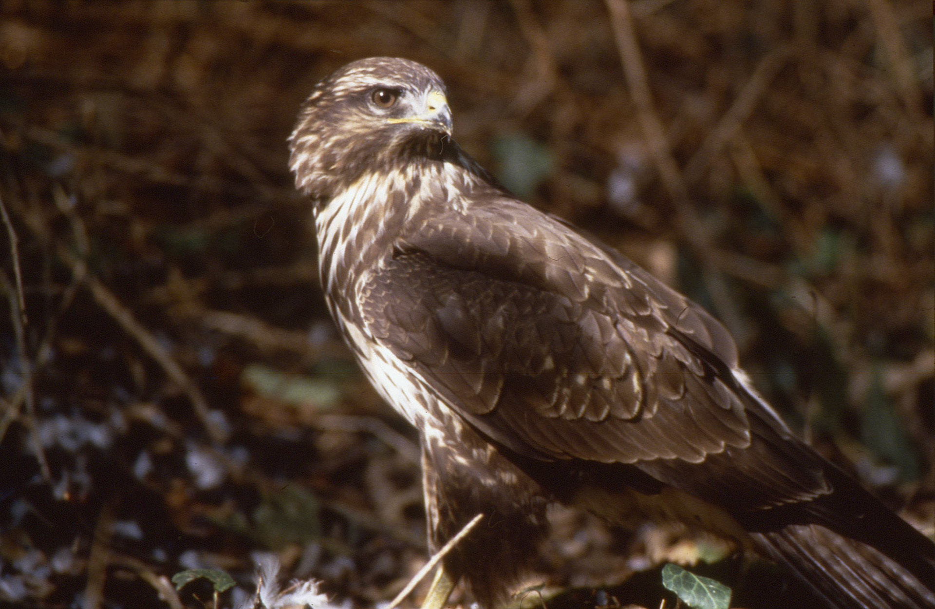 Buse variable. On la dit variable en raison de la variabilité individuelle du plumage, plus ou moins foncé et panaché selon les sujets.