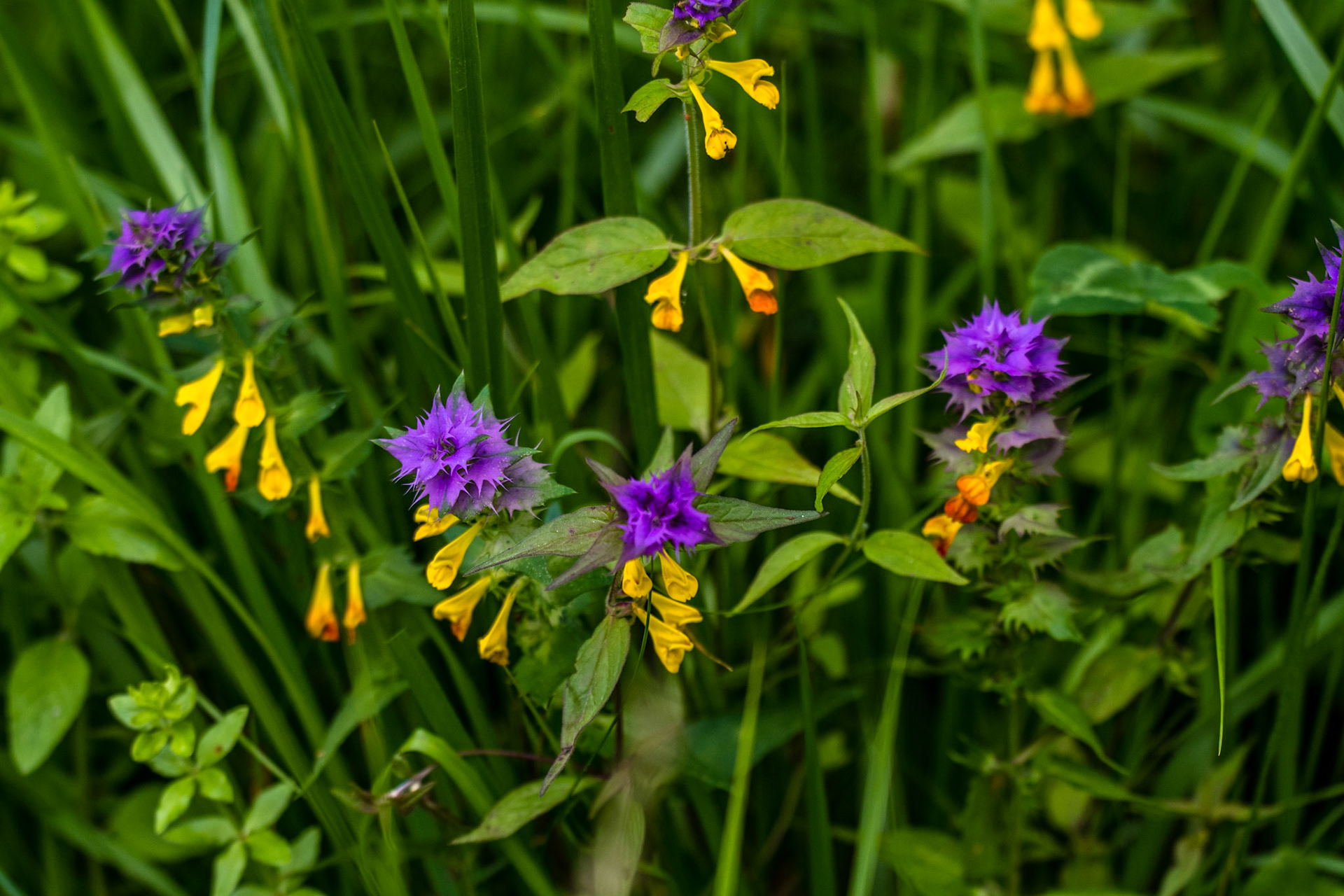 Le Mélampyre des bois est facile à reconnaître grâce à ses fleurs jaunes qui, à la différence du mélampyre des prés, sont surmontées de bractées de couleur franchement violette.