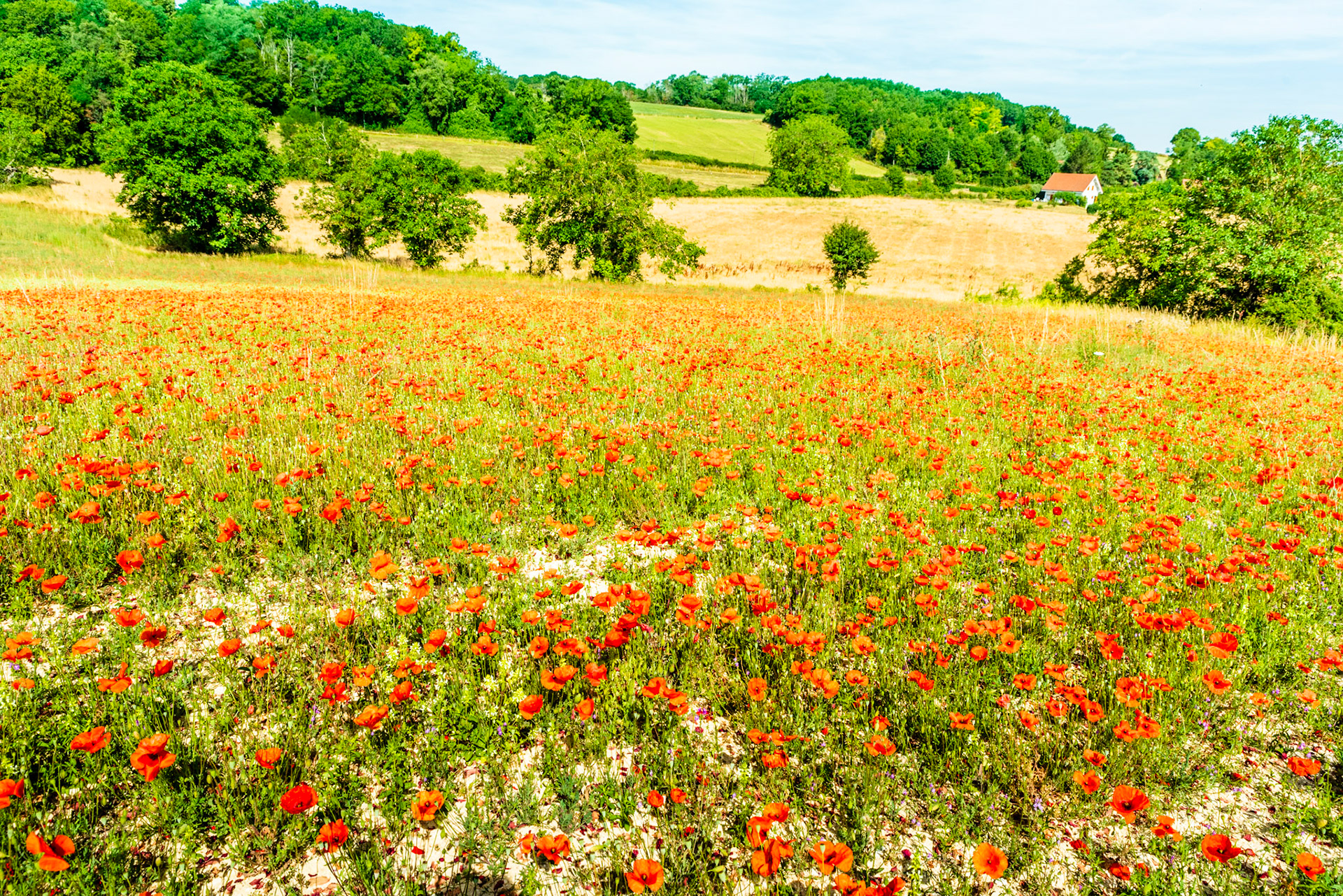 Champ de coquelicots. Plus que la simple fleur rouge qui illumine la campagne, cette plante est dite « messicole », c’est-à-dire qui pousse dans les milieux moissonnés.