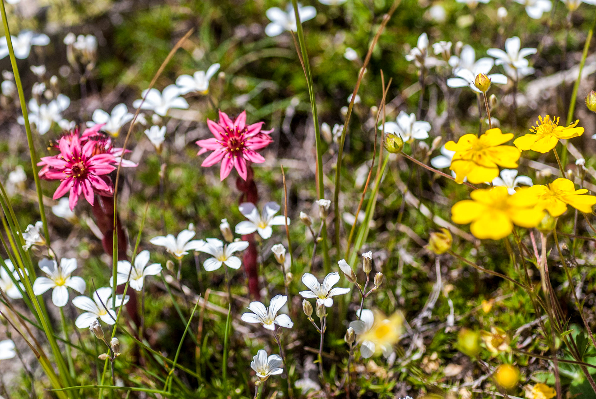 Fleurs variées des montagnes