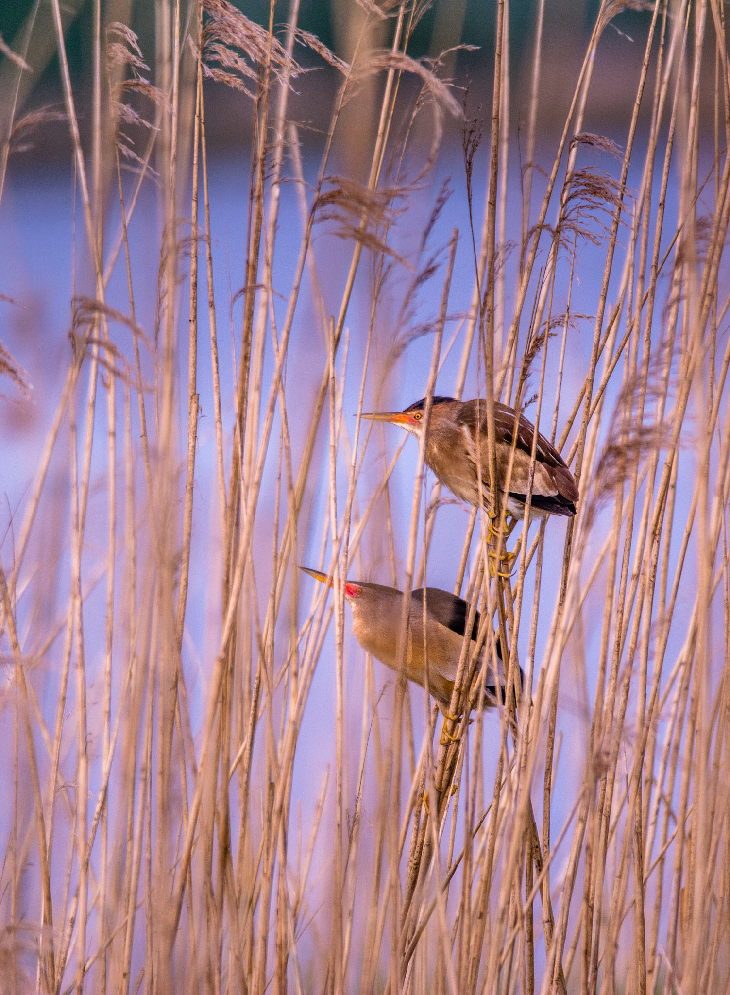 Blongios nains. C'est le plus petit héron de nos régions. Migrateur, il nous arrive de l'Afrique tropicale et rejoint ses roselières humides en mars-avril. En cas de danger, prend la position en "piquet" qu'il conserve plusieurs minutes. Actif au crépuscule.