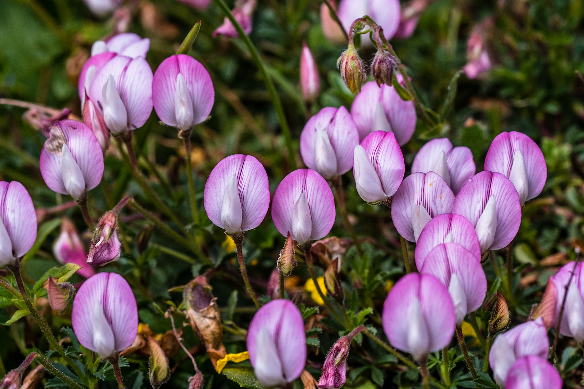 Cyclamen d'Europe. Avec juillet apparaît l'une des reines de nos fleurs, le cyclamen. Il se cache dans les buissons, les taillis les fraisiers et les bruyères au cœur de la forêt dont il aime l’humus. Son parfum est incomparable. Il a la douceur de ceux de la violette et de la rose, la force et la saveur de celui du muguet, mais aussi le capiteux et le musqué de l’œillet. Il est aussi parfois nommé marron-de-cochon ou pain-de-pourceau, par allusion à son tubercule brun. Les feuilles arrondies vert foncé marbré dessus, pourpre dessous, sont longuement pétiolées et visibles toute l’année. Les fleurs, solitaires et penchées au bout de longs pédicelles, se dressent parmi les feuilles : elles sont parfumées, rose carminée, avec des pétales retournés vers le haut. La floraison a lieu entre fin juillet et octobre. Les pédicelles s’enroulent en spirales à la fructification, les fruits sont globuleux.