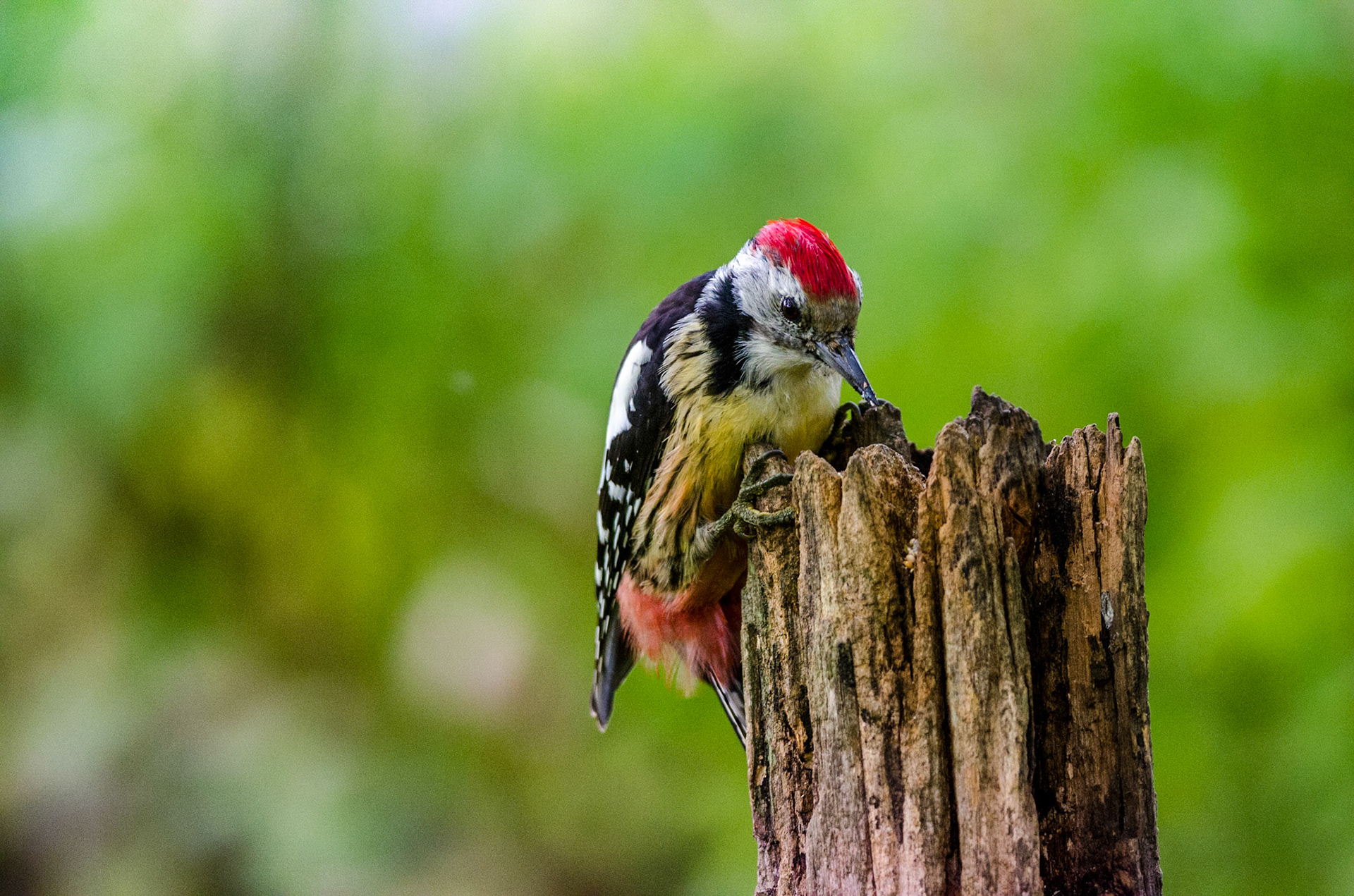 Pic mar. À peine plus petit que le Pic épeiche, le Pic mar est un oiseau au plumage noir, blanc et rouge. Il a besoin de couronnes d'arbres avec des branches à écorce grossière et de zones de tronc pour trouver de la nourriture
