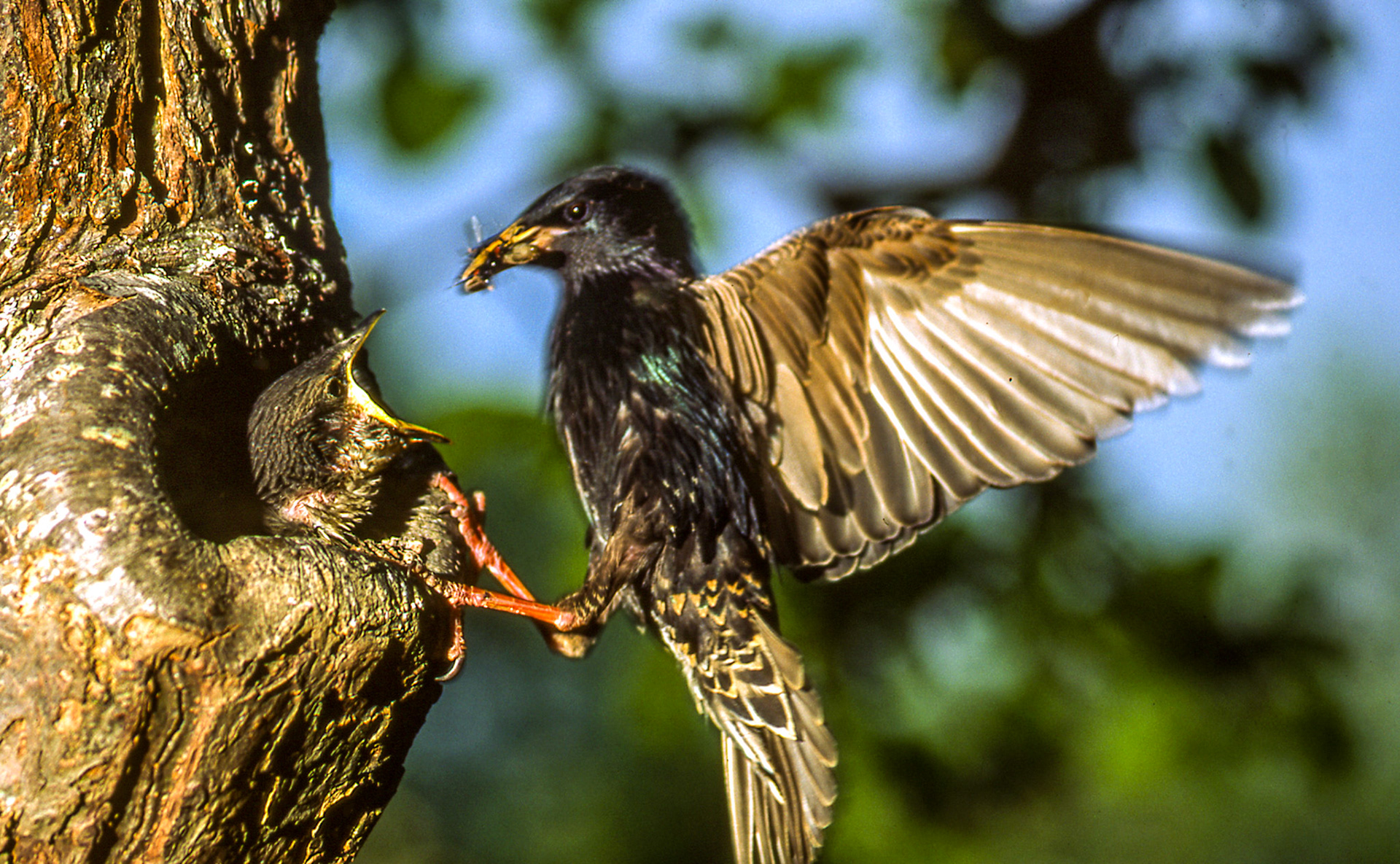 Étourneau sansonnet. Oiseau sociable et bruyant, l'étourneau est un visiteur fréquent des jardins, se nourrissant dans les pelouses et dans les arbres, où il capture des insectes. Il se nourrit généralement en groupe, dans un fracas impressionnant. En hiver, des bandes immenses traversent le continent.