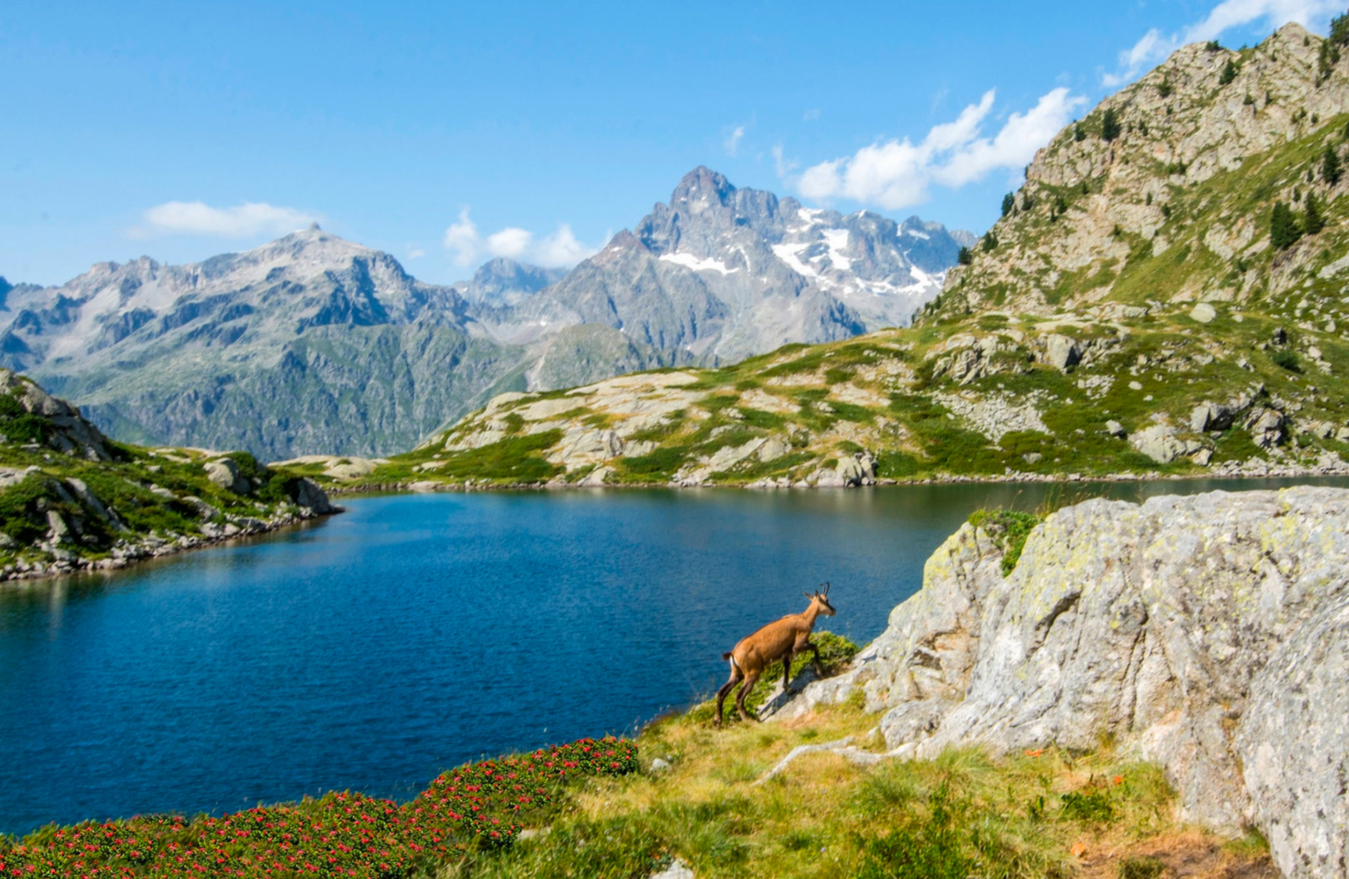 Chamois - Lac de Pétarel - Les Écrins - Le Chamois possède une silhouette de chèvre, mais plus svelte. Son cou est mince et sa tête est bicolore. Le front et les joues sont blancs séparés par une bande noire, des oreilles au museau.